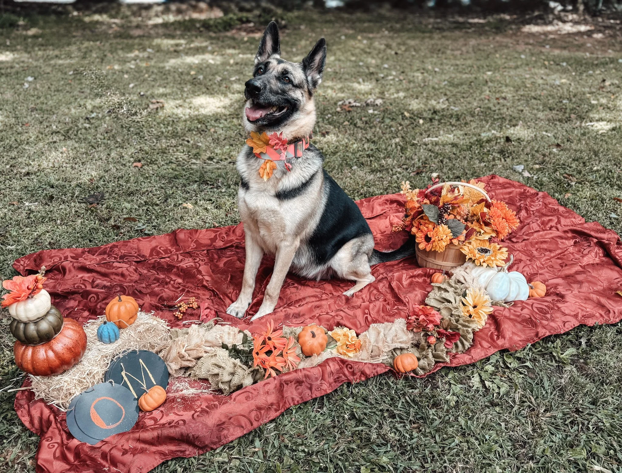 Our beautiful Lilo carrying the Mischief Managed Litter 