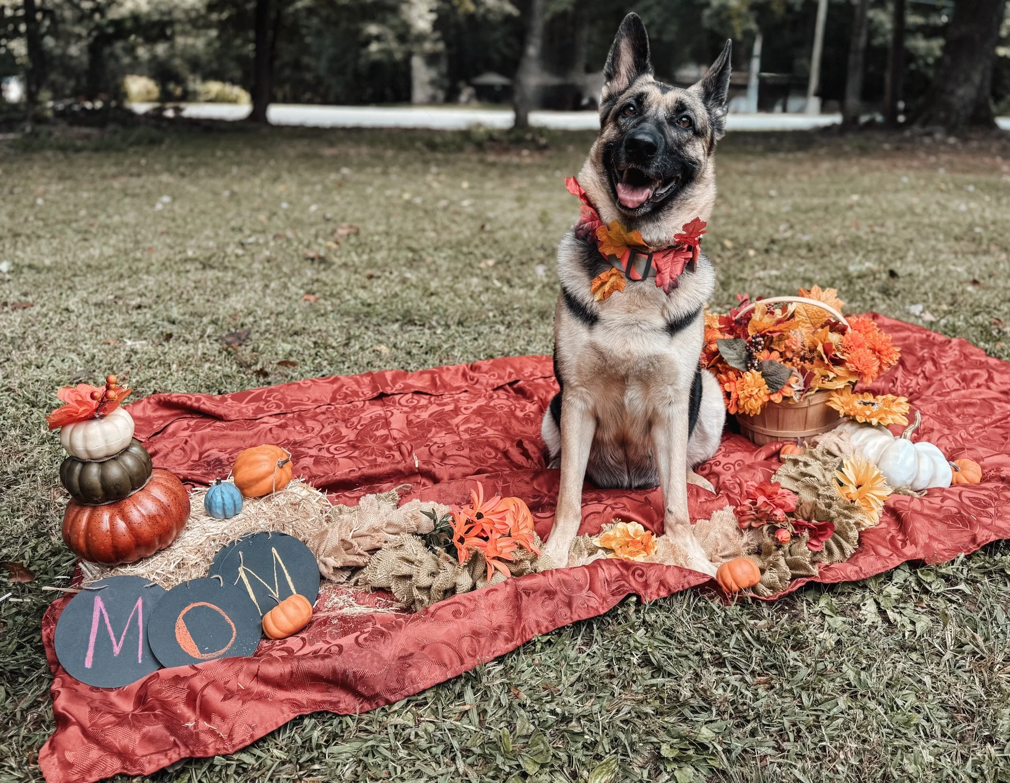Lilo's maternity shoot - pregnant with 12 puppies