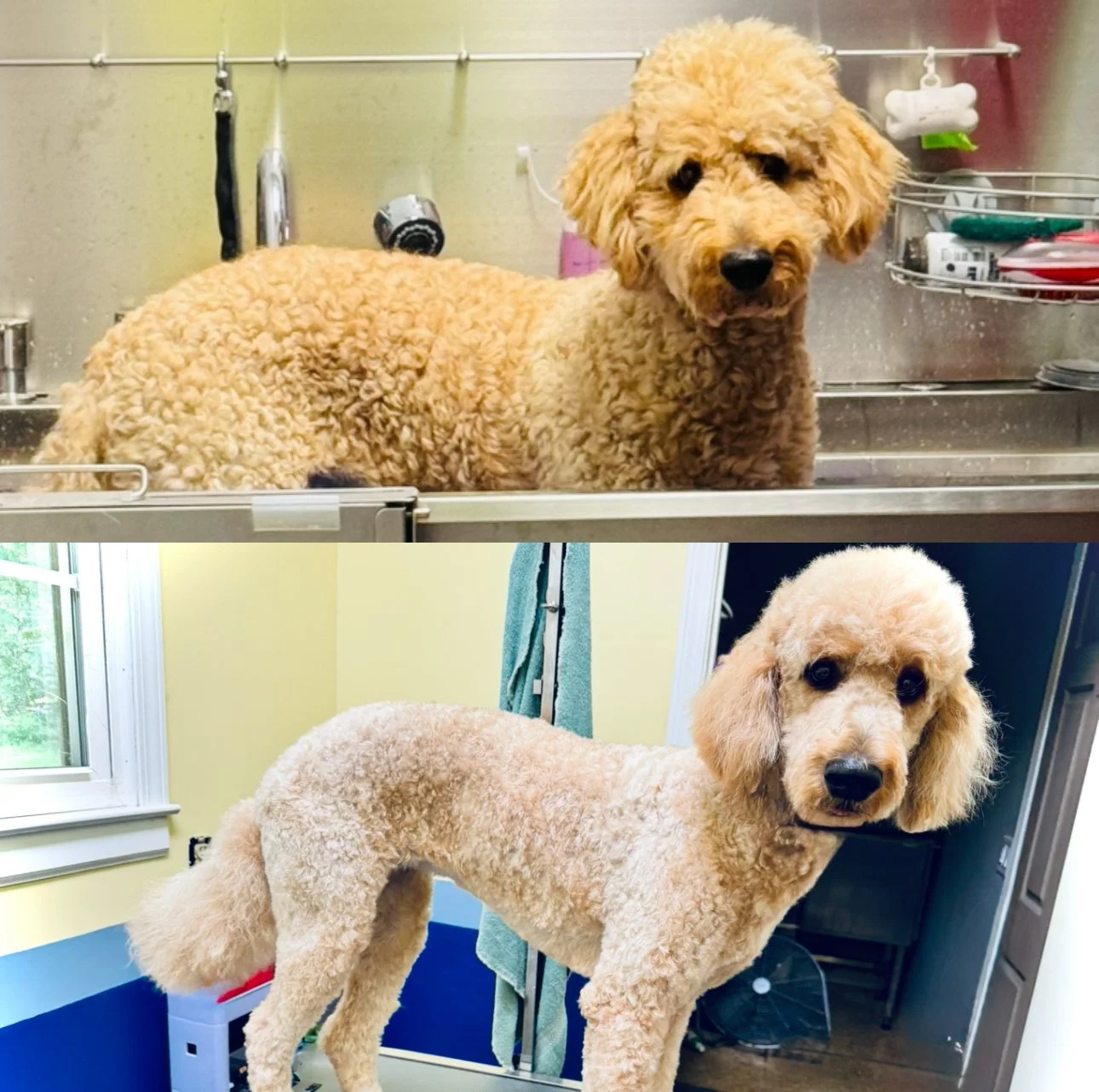 Before & After of one of my favorite clients: Miss Cleo. She is just the sweetest girl and has been coming to SK for almost a year.