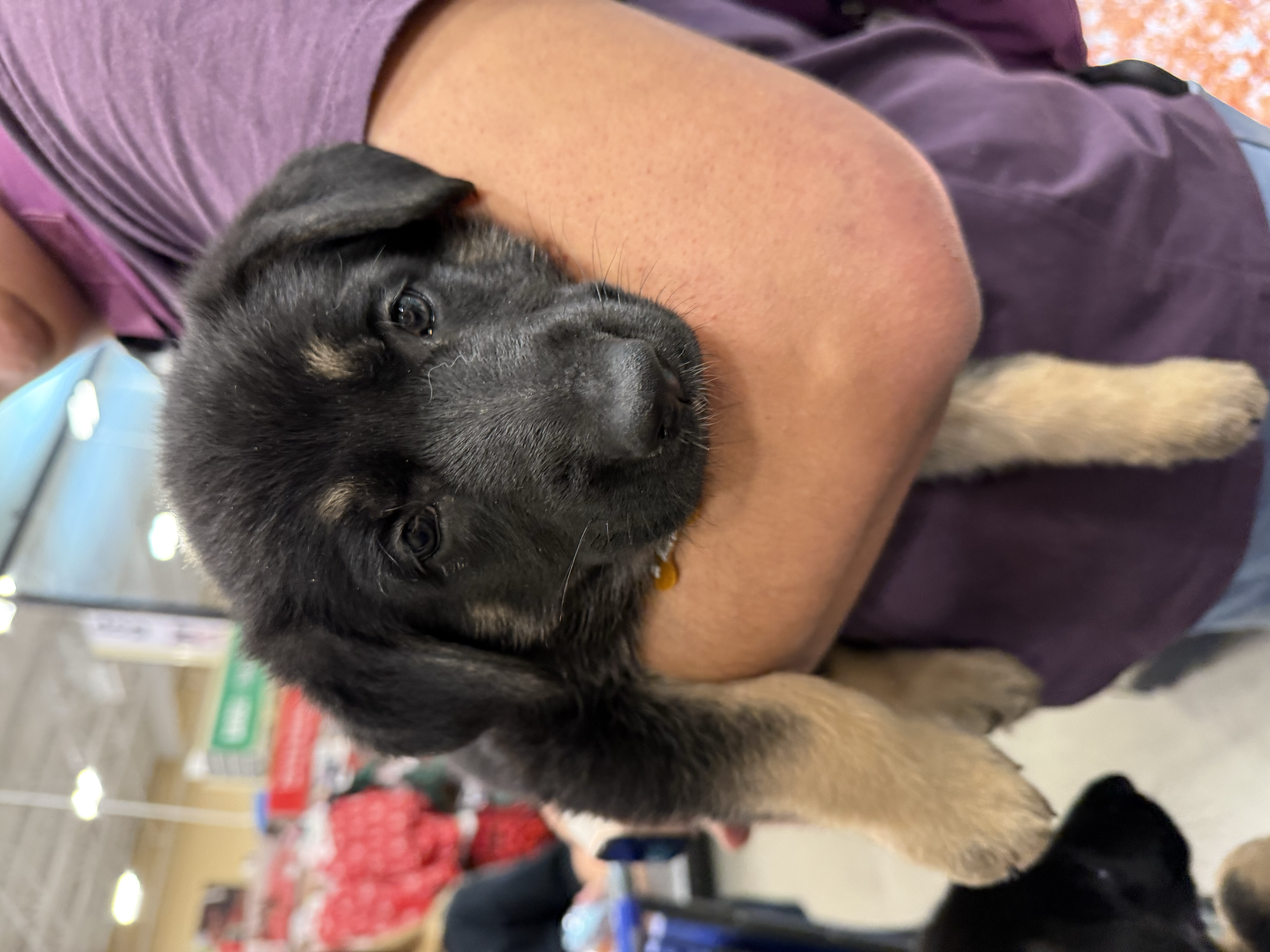 PetSmart for socializing