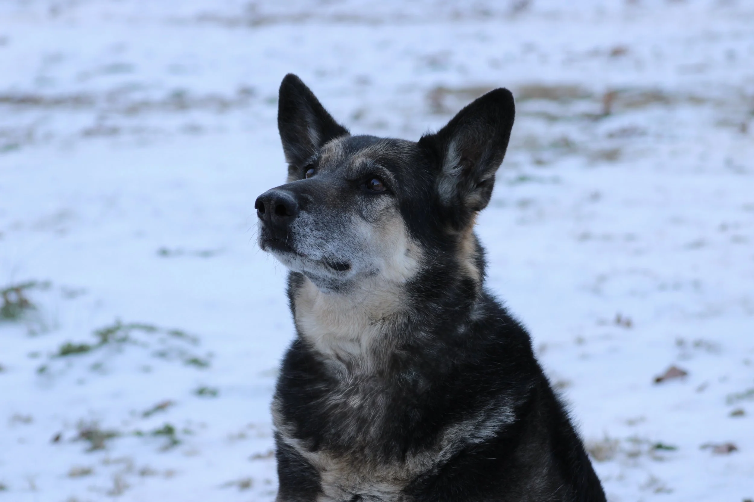 Coco - resident elder enjoying the snow - 13 years old in May 2026!