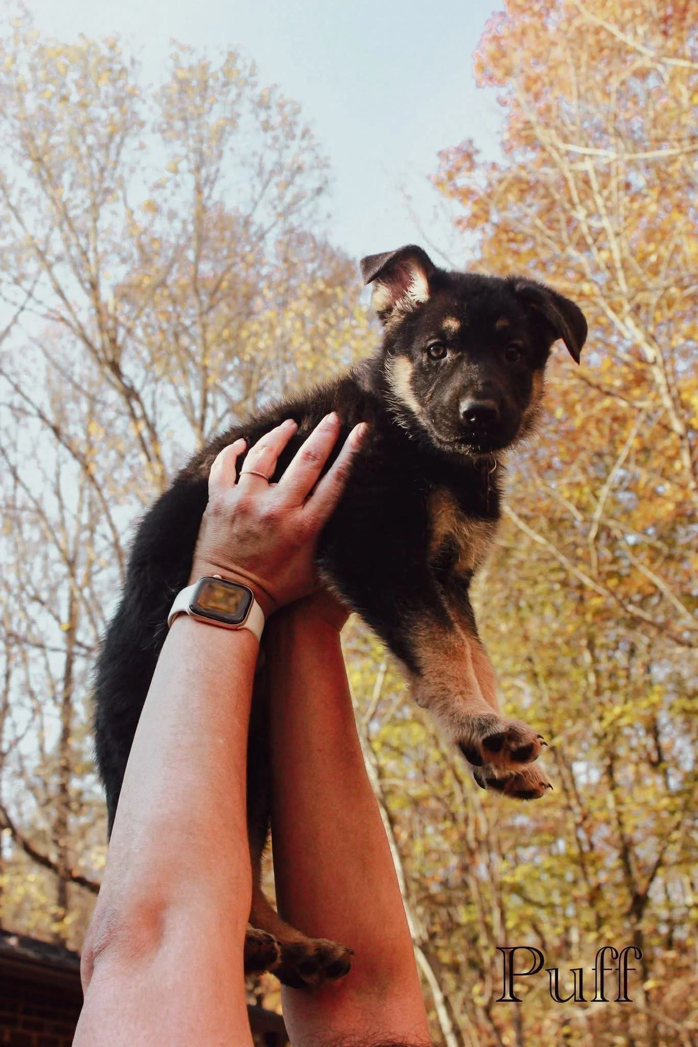 Purple Collar - Puff