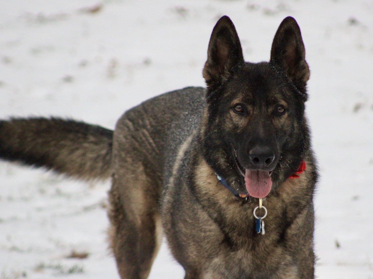 Koda enjoying the snow