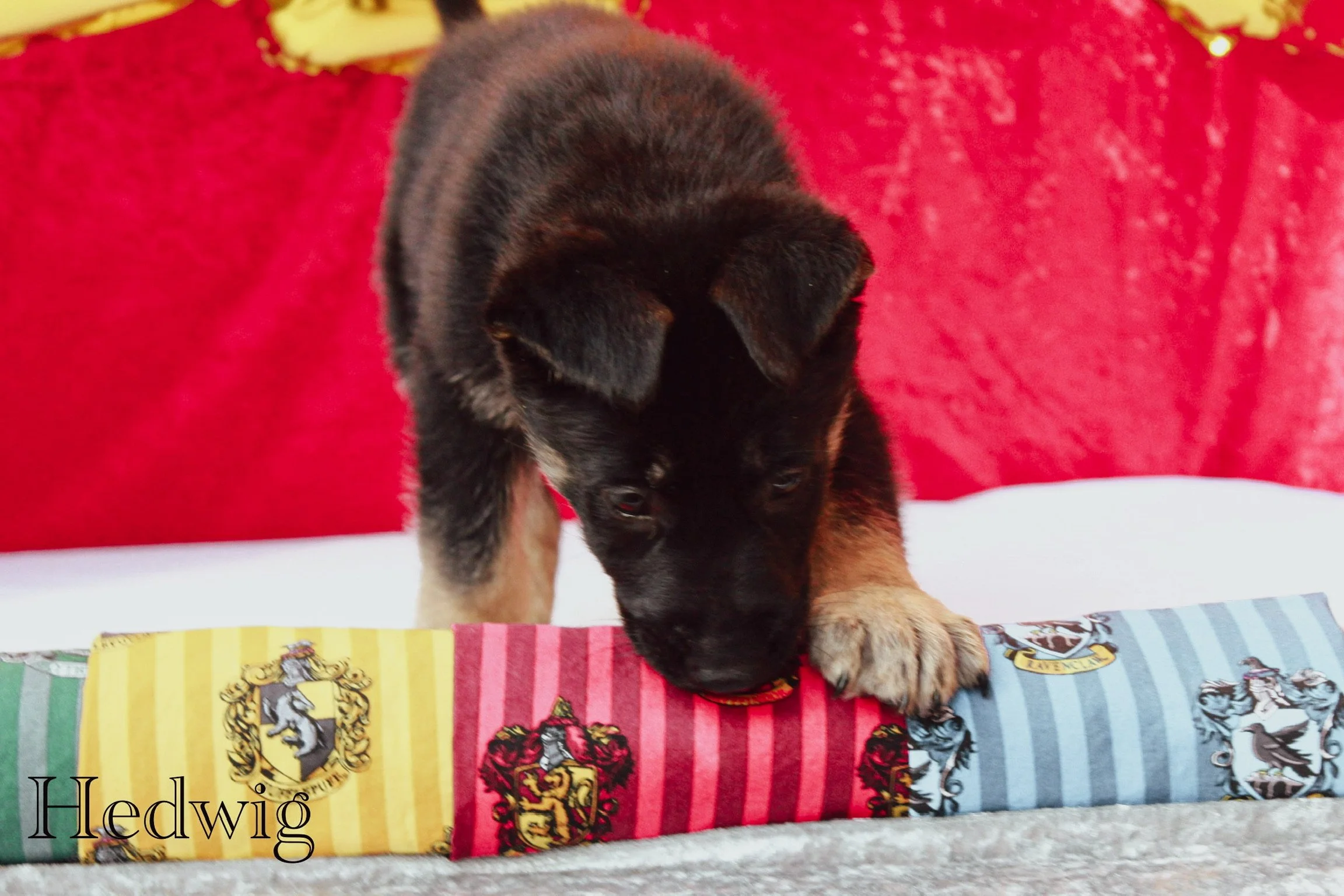 Our Mischief Managed Litter chose their own "House" since we lack a Sorting Hat 