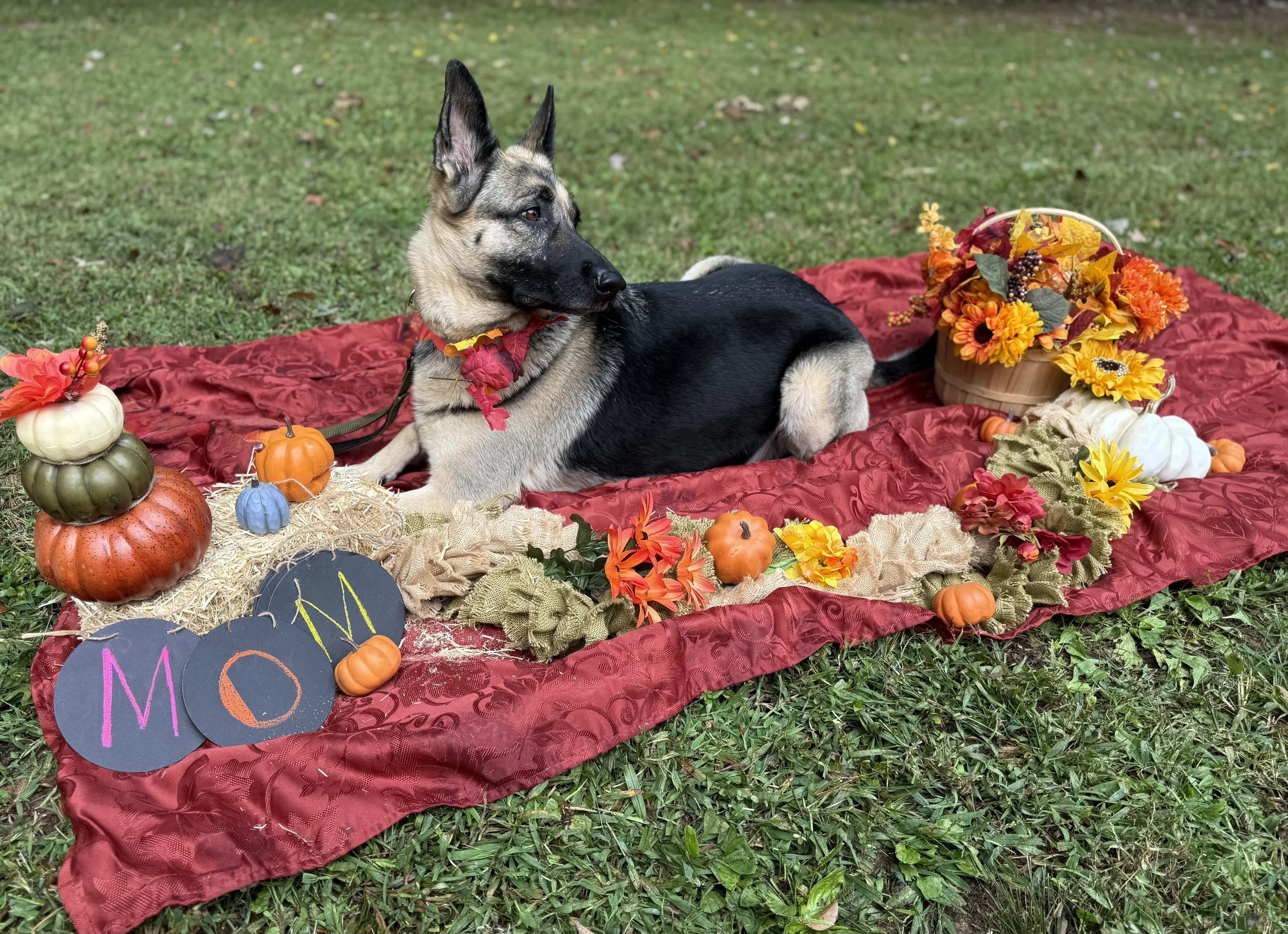 Just a girl who loves all the attention that being pregnant brings her 