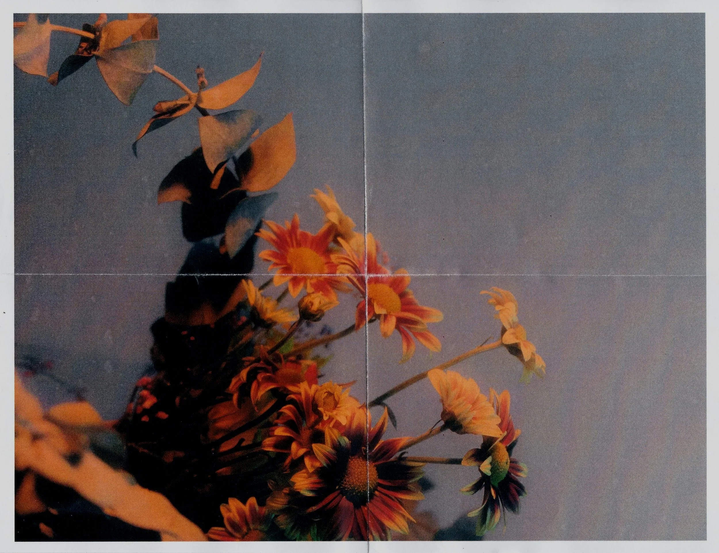 Decorative image, Close-up of orange and yellow flowers with green stems against a dark background. A butterfly with orange and black wings is perched on one of the flowers.