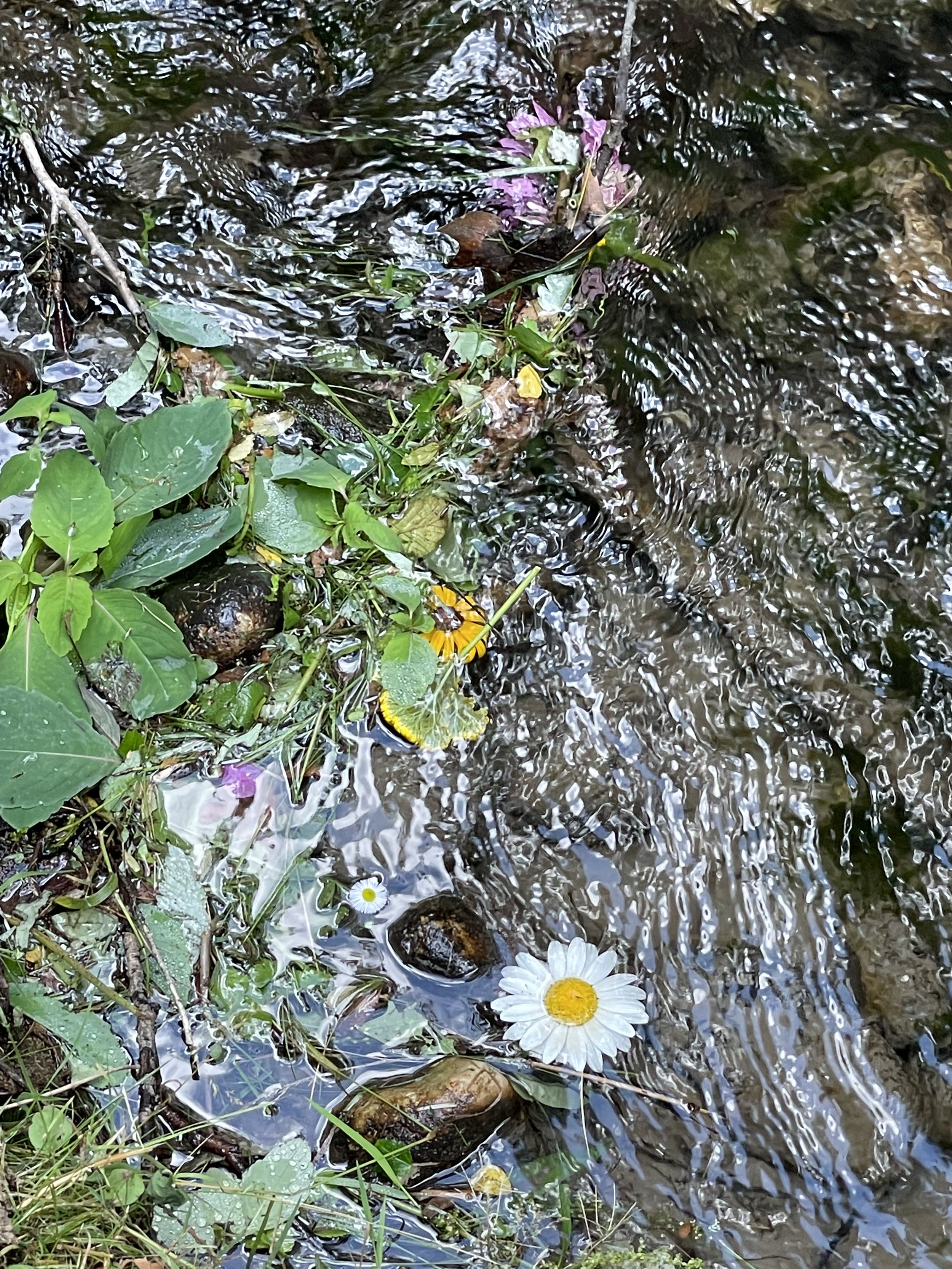 IMG_1484.jpeg