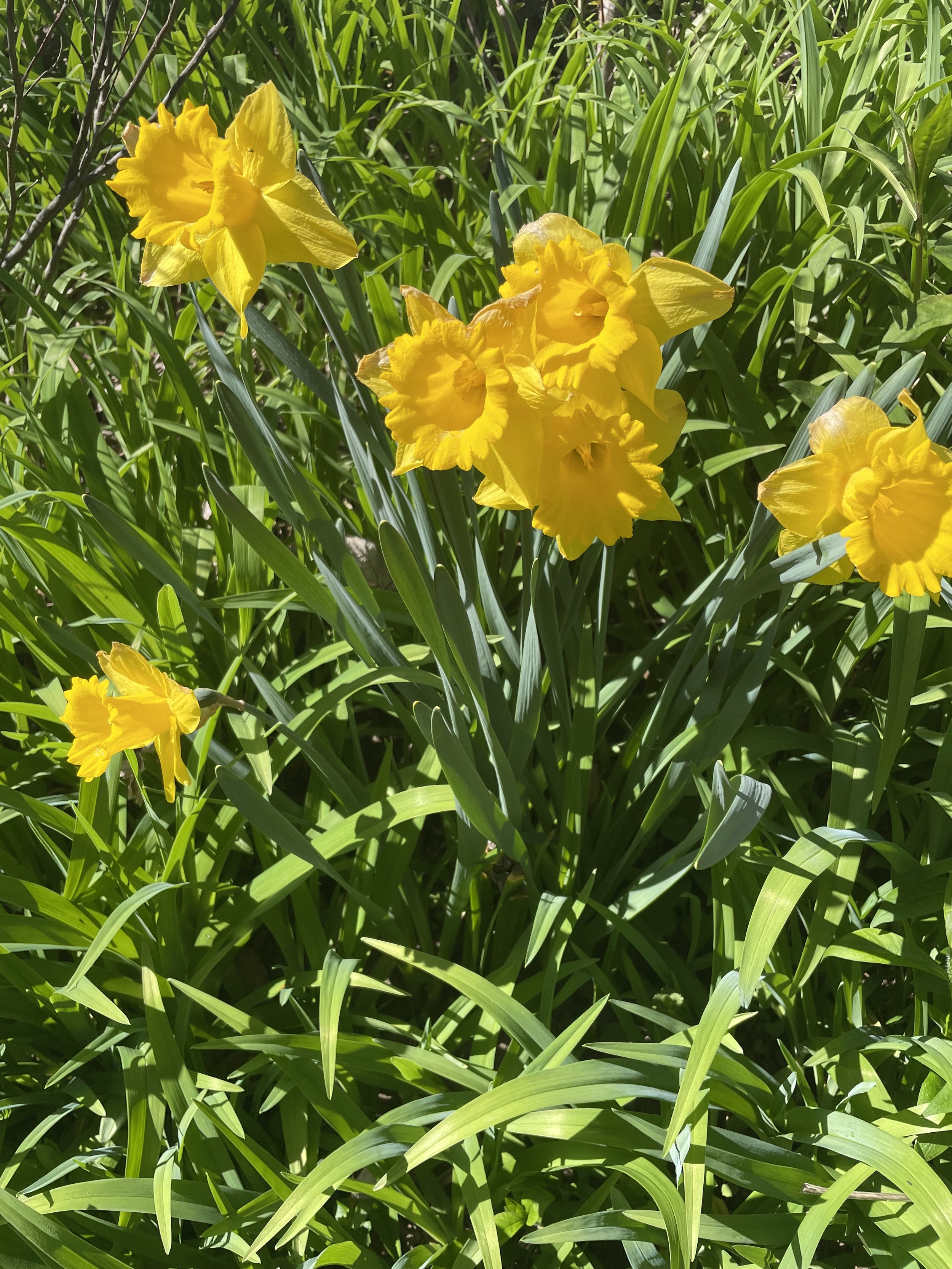 IMG_4294.jpeg