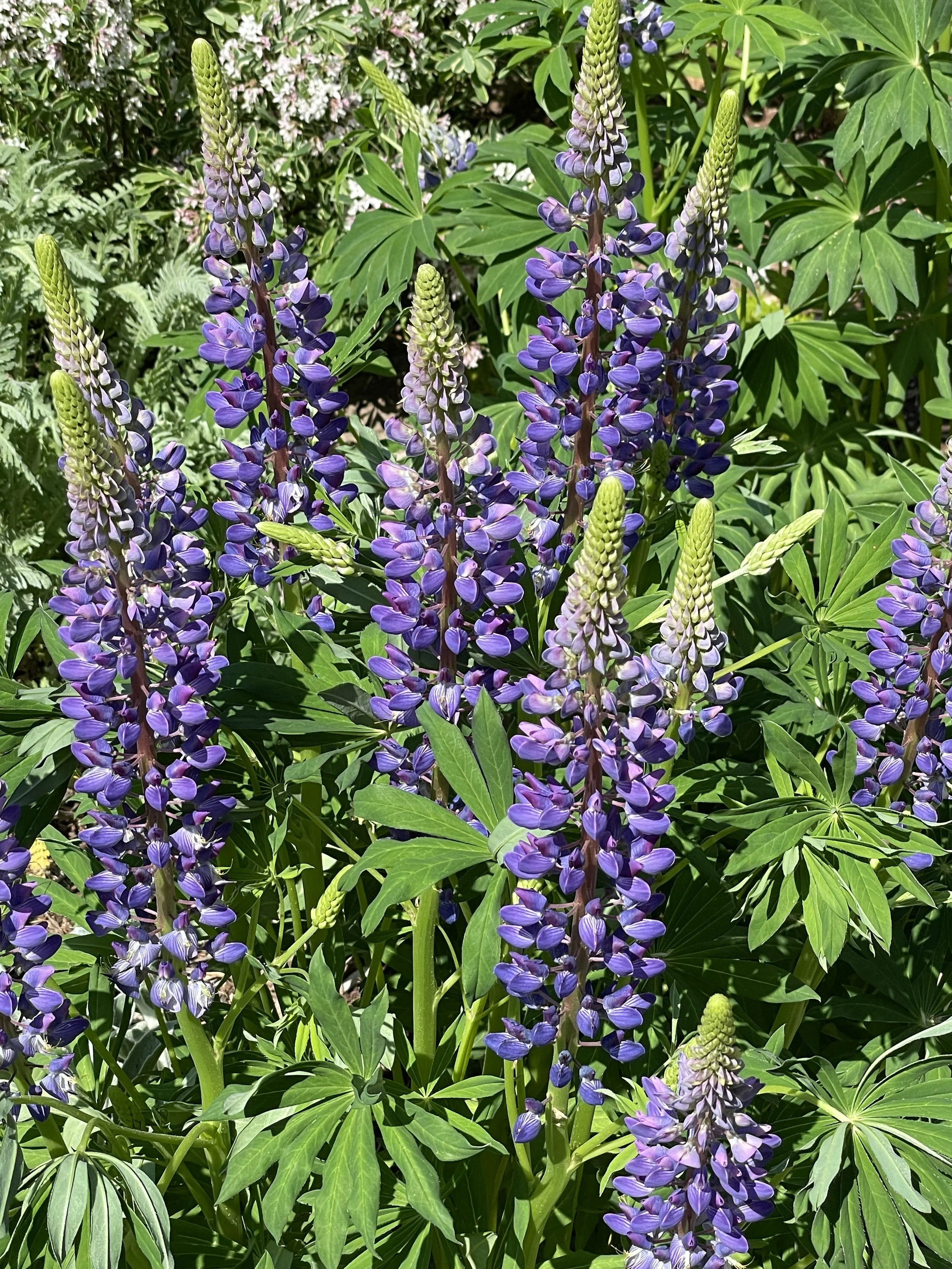 Purple lupine flowers growing among green leaves.