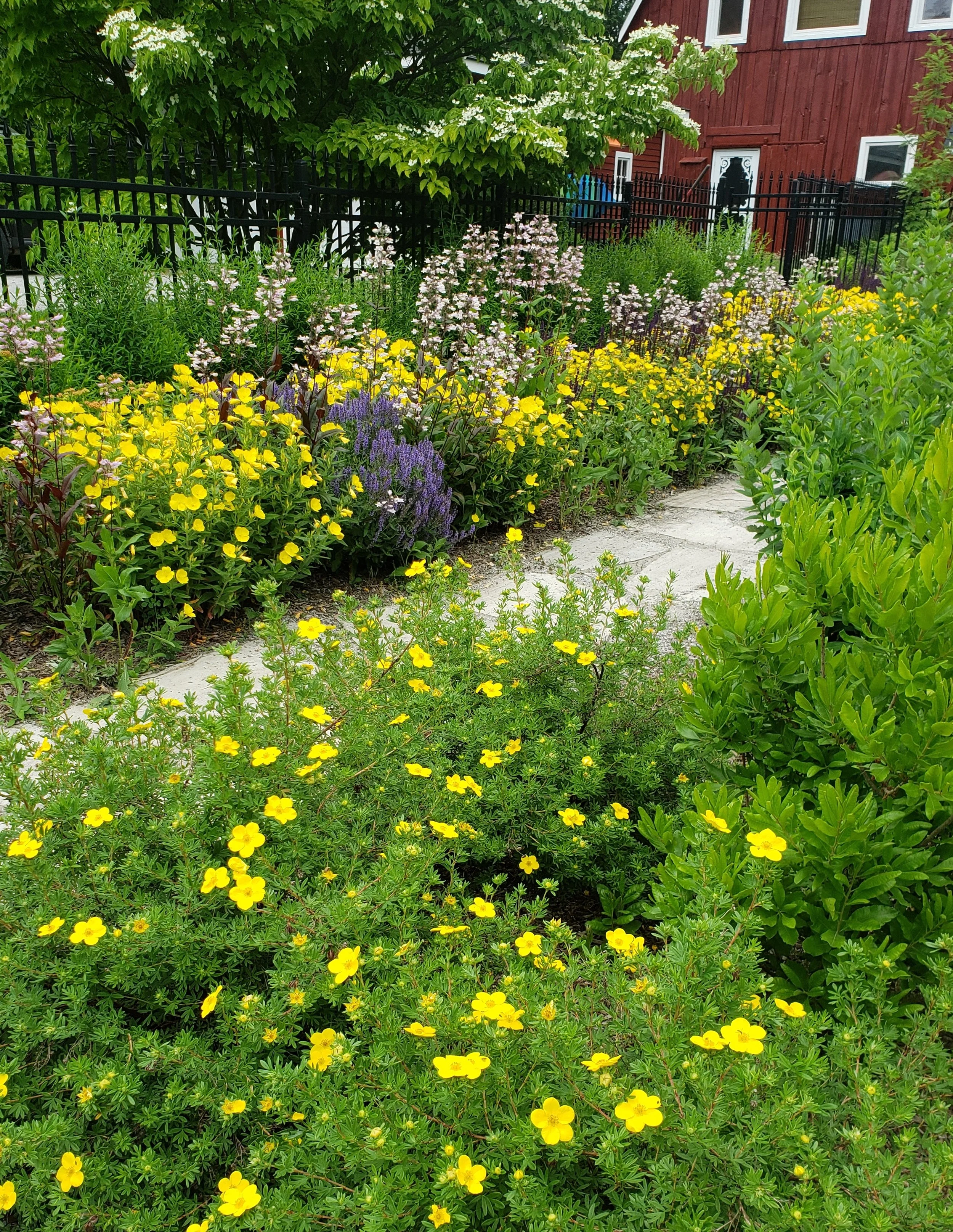 june pollinator garden.jpg