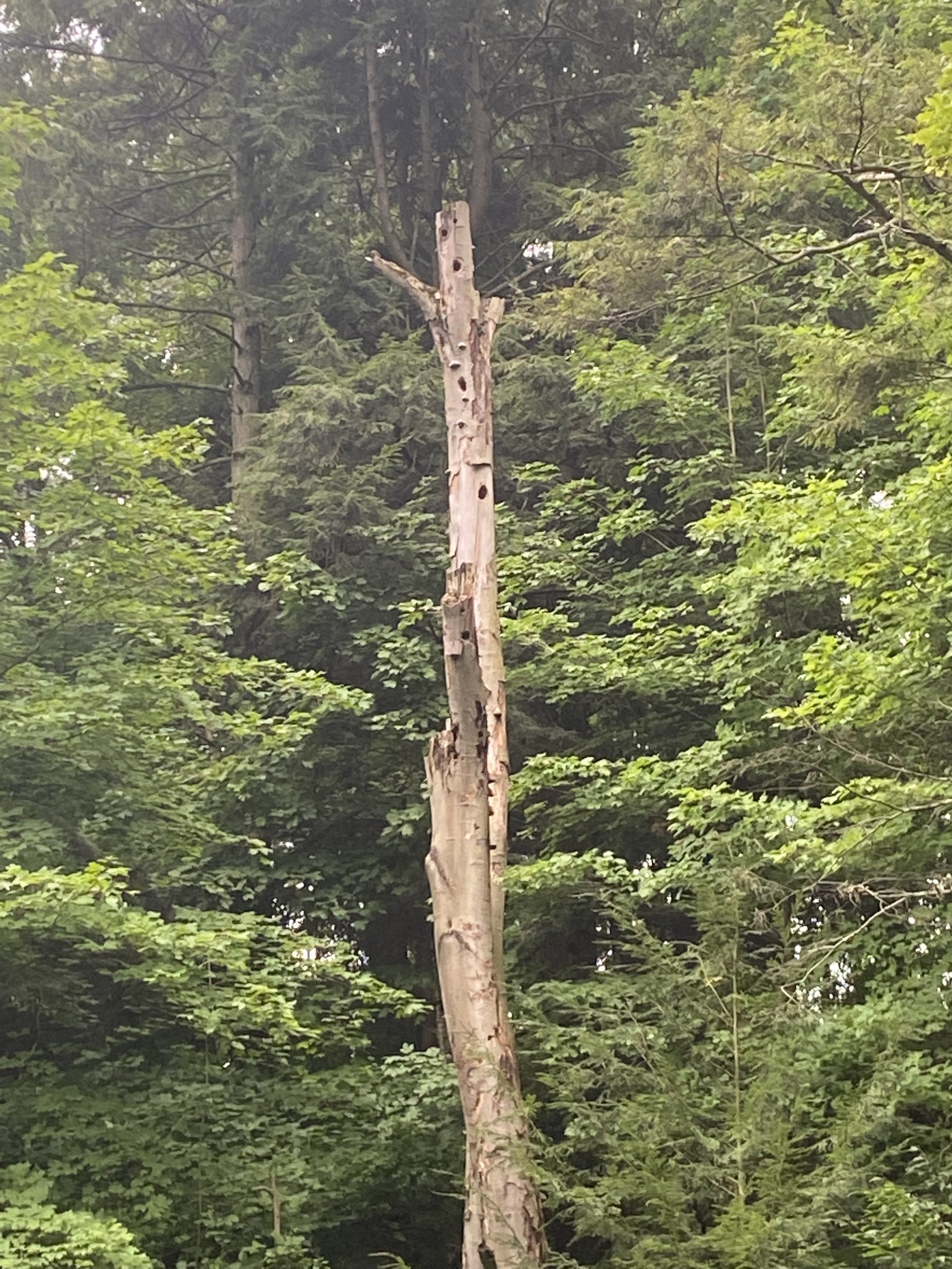 dead_standingtree.jpg