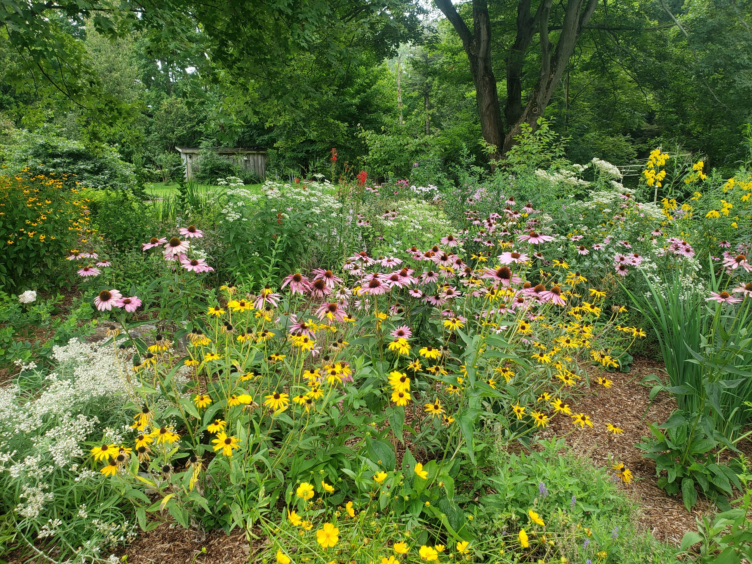 pollinator.jpg