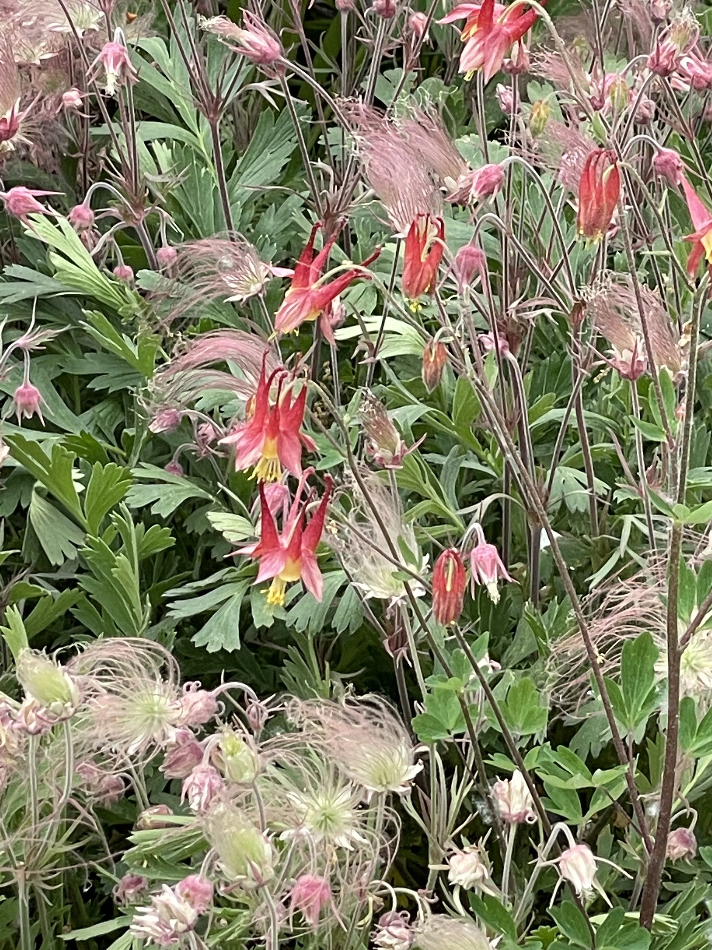 Prairie Smoke Columbine.jpeg
