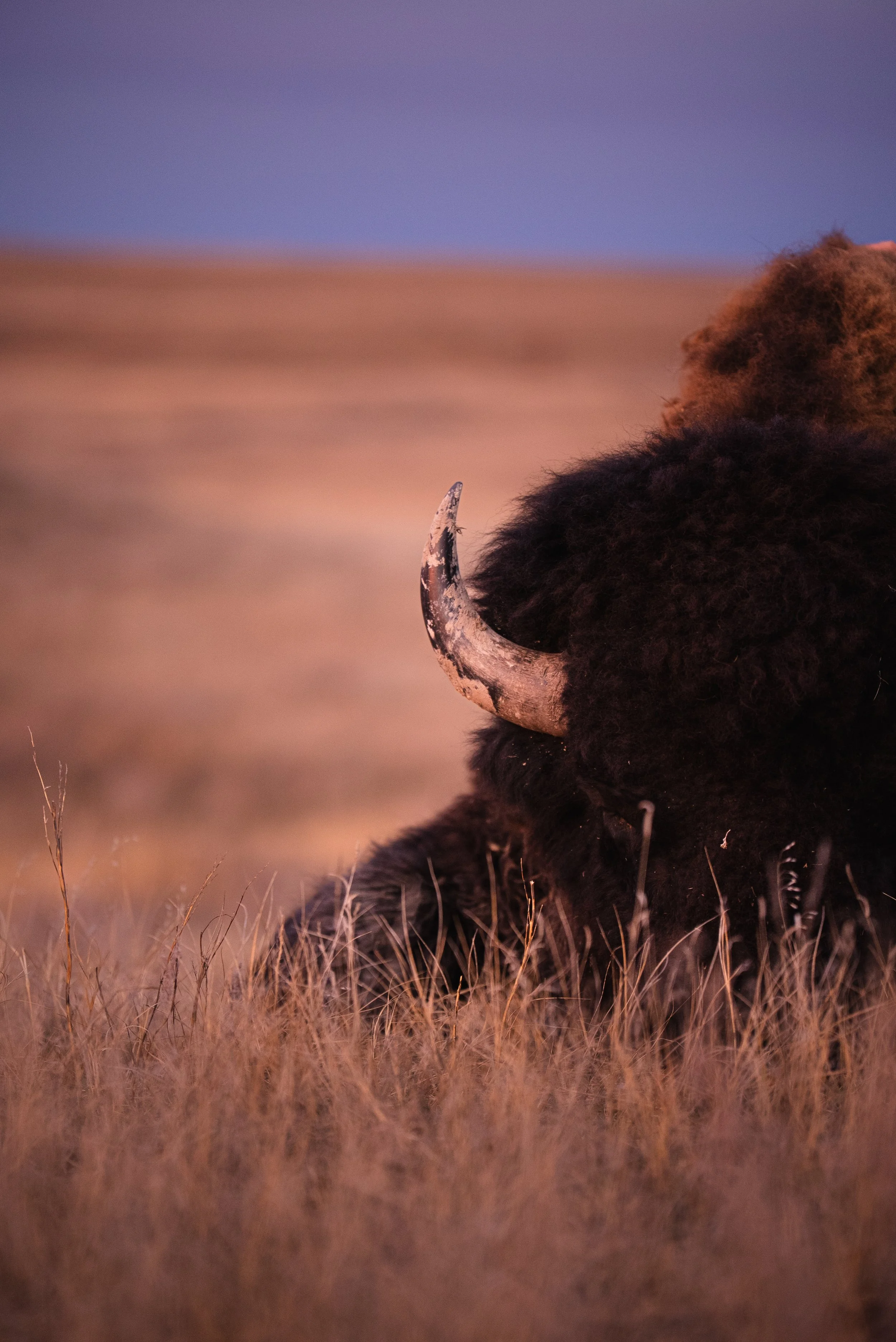 A close-up of a bison lying on dry grass in a plains landscape during sunset or sunrise.