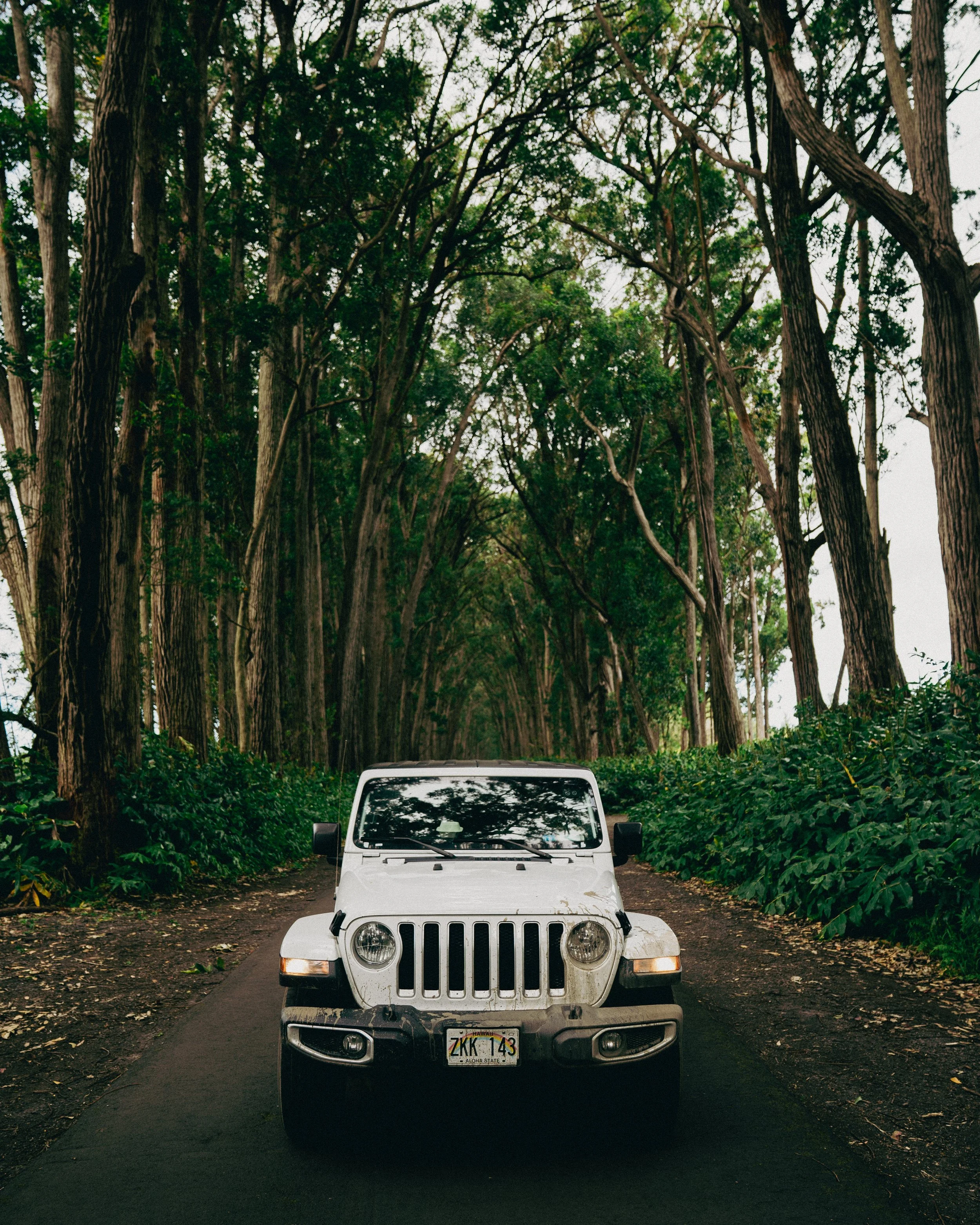 A white Jeep parked on a dirt road surrounded by tall trees with green leaves forming a canopy overhead.