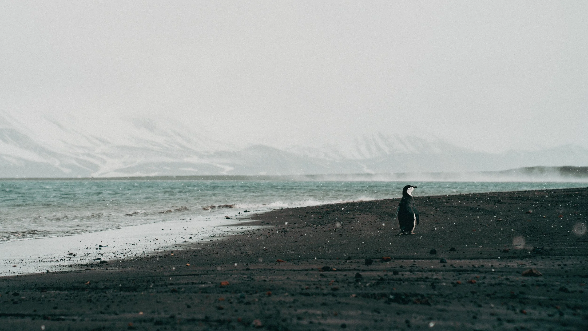 A lone penguin standing on a black sand beach near the ocean, with mountains in the background under a cloudy sky.