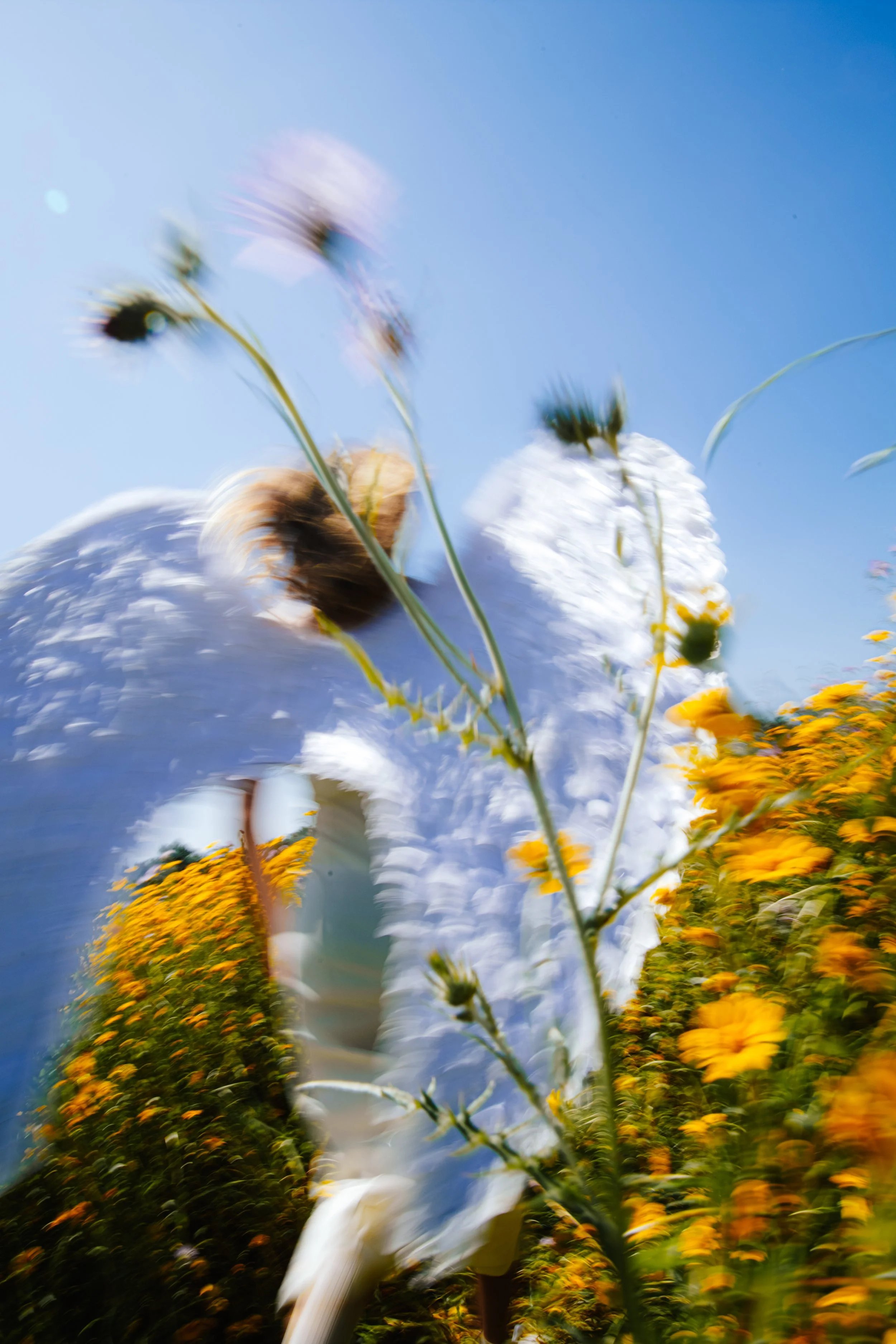 Imagem com efeito de movimento, mostrando um campo de flores amarelas, um céu azul e uma figura humana de vestido branco, possivelmente uma mulher, no centro da cena