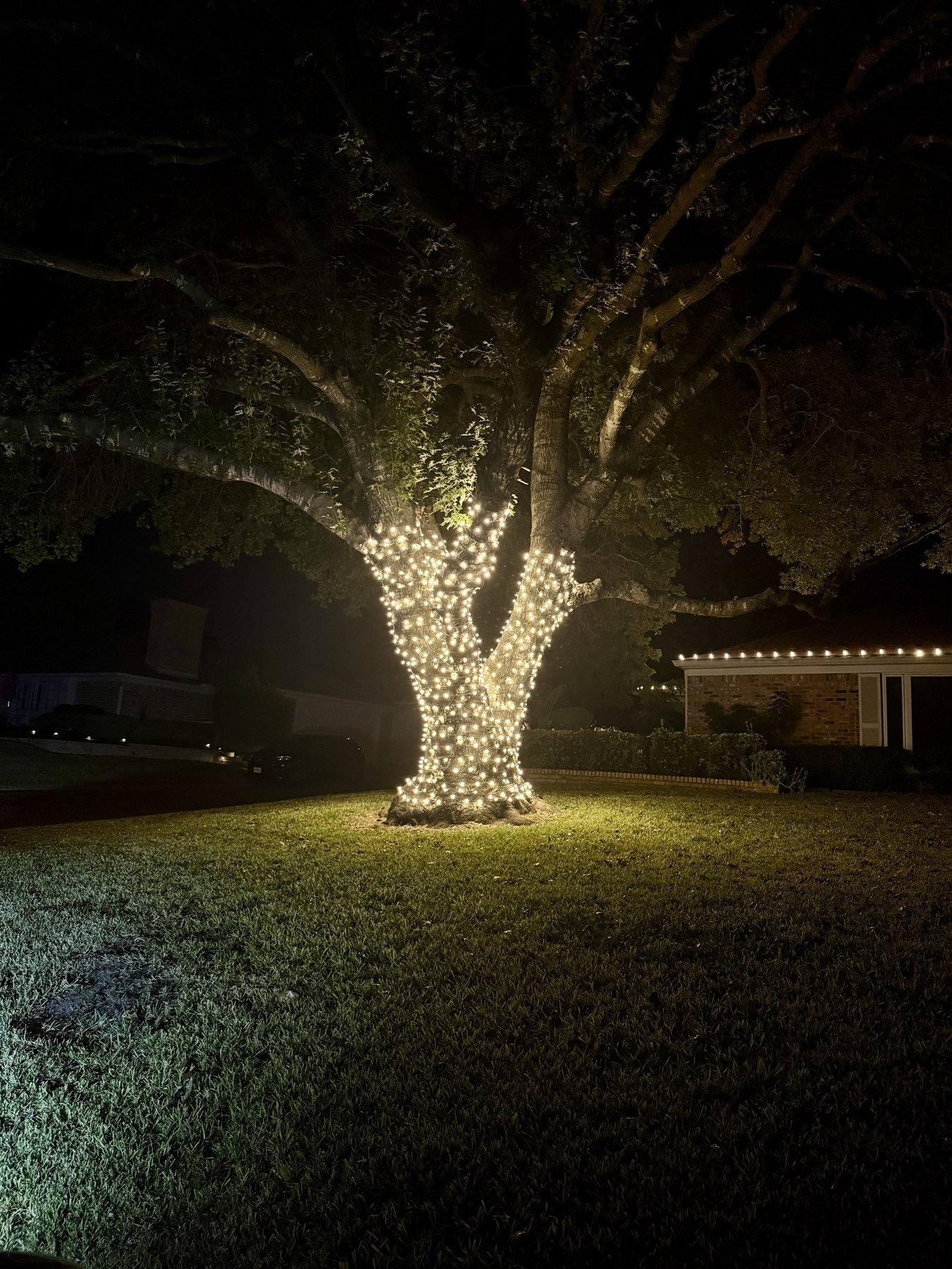 Large oak tree trunk wrapped in warm white Christmas lights