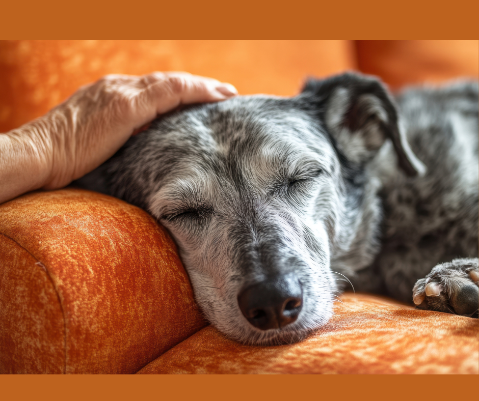 Exercise, the Key to a Calm Dog: Teaching Calmness Series, Part 3