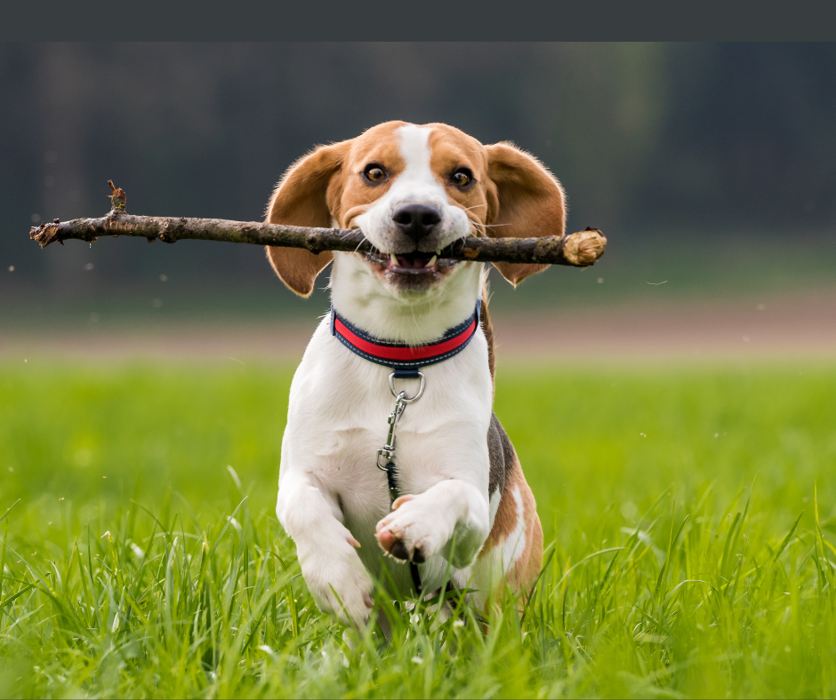 How to Help Your Dog Calm Down After Playtime: Teaching Calmness Series, Part 4 