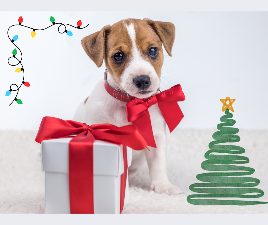 Is Getting a Puppy For Christmas A Good Idea?