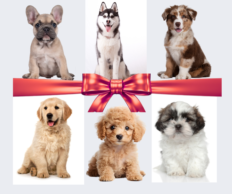 Choosing The Right Puppy For Your Lifestyle