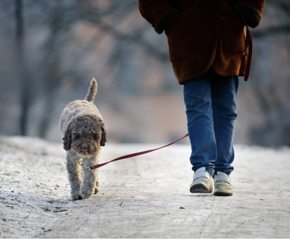 Best Winter Walking Routines for High-Energy Dogs in Madison, WI