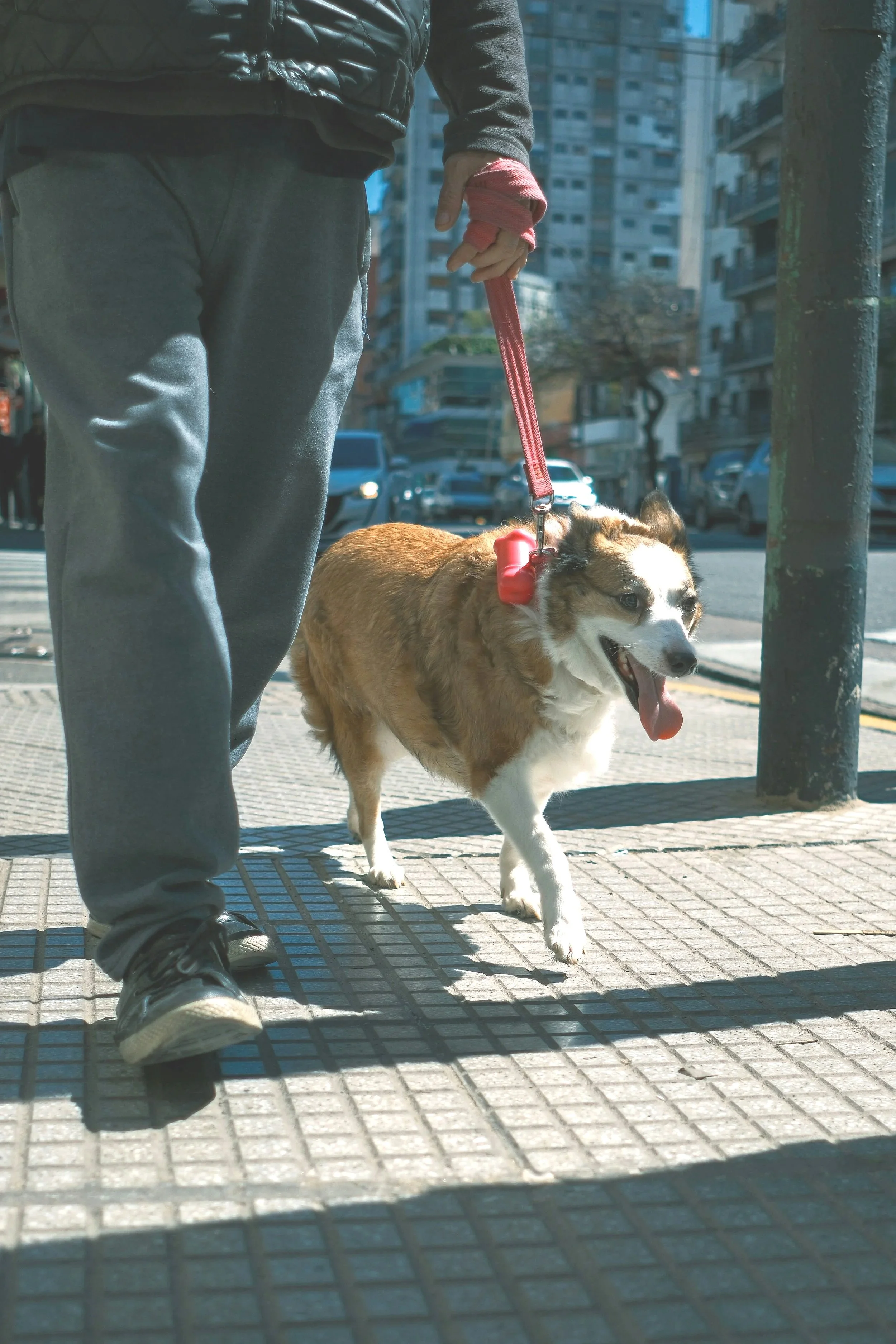 Training a Dog in a Busy Madison Neighborhood