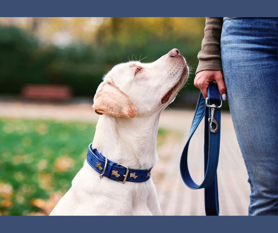 The Relationship Behind Your Dog’s Behavior