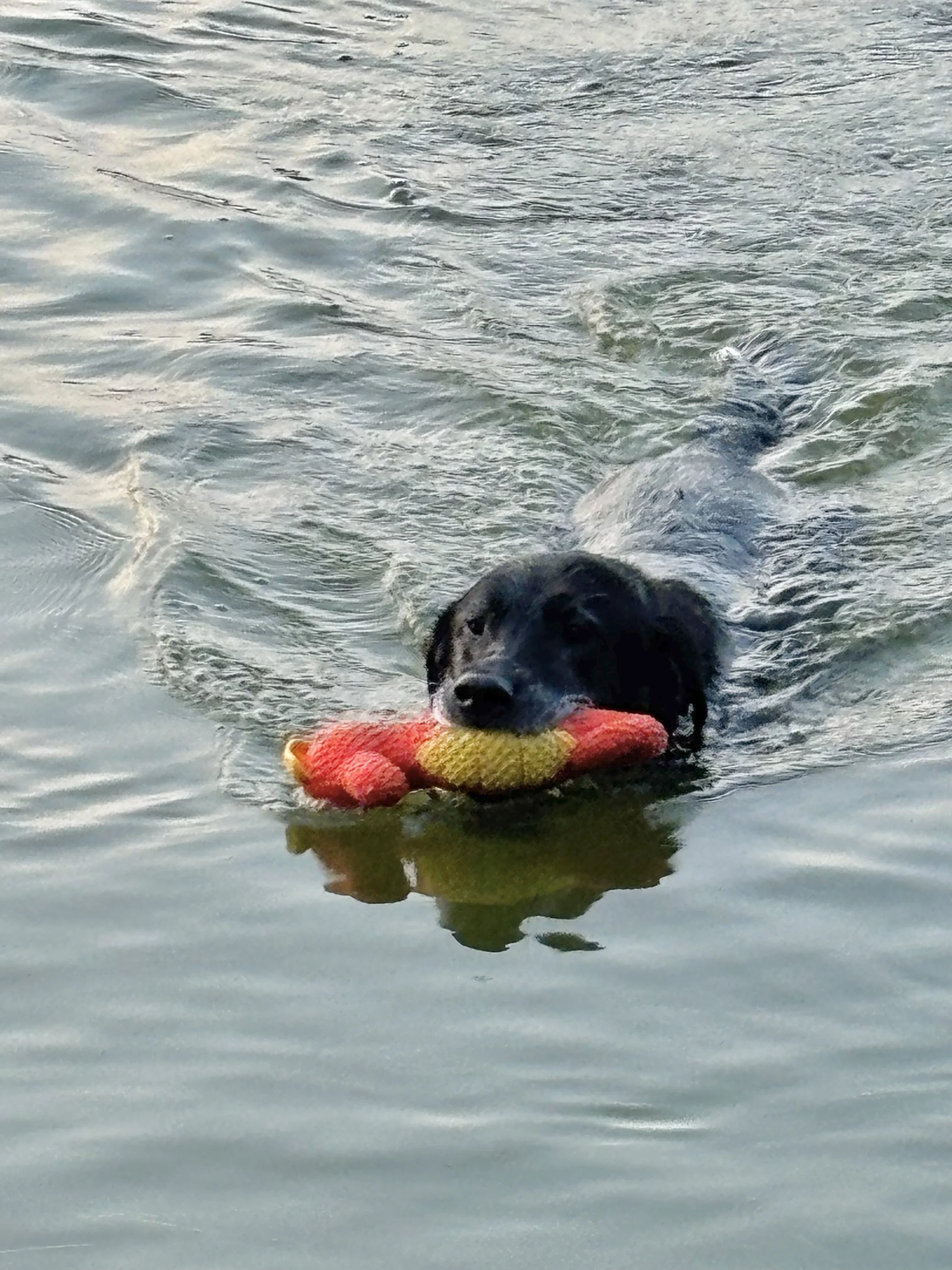 Swimming with Your Dog in Wisconsin: Fun, Fitness, and a Stronger Bond