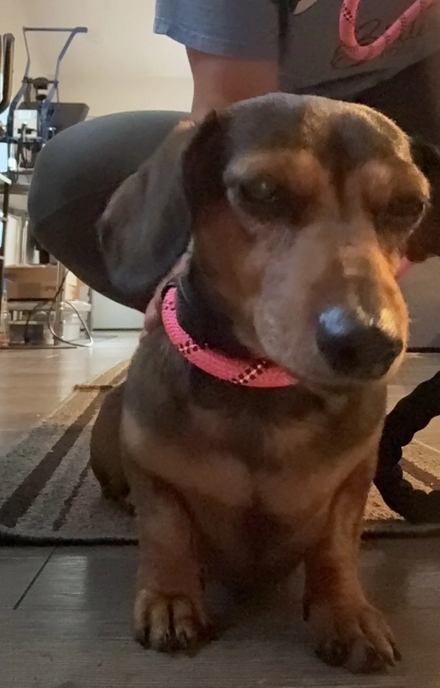 Remote Virtual Training Call done by Building Bonds Dog Training with client in Alaska