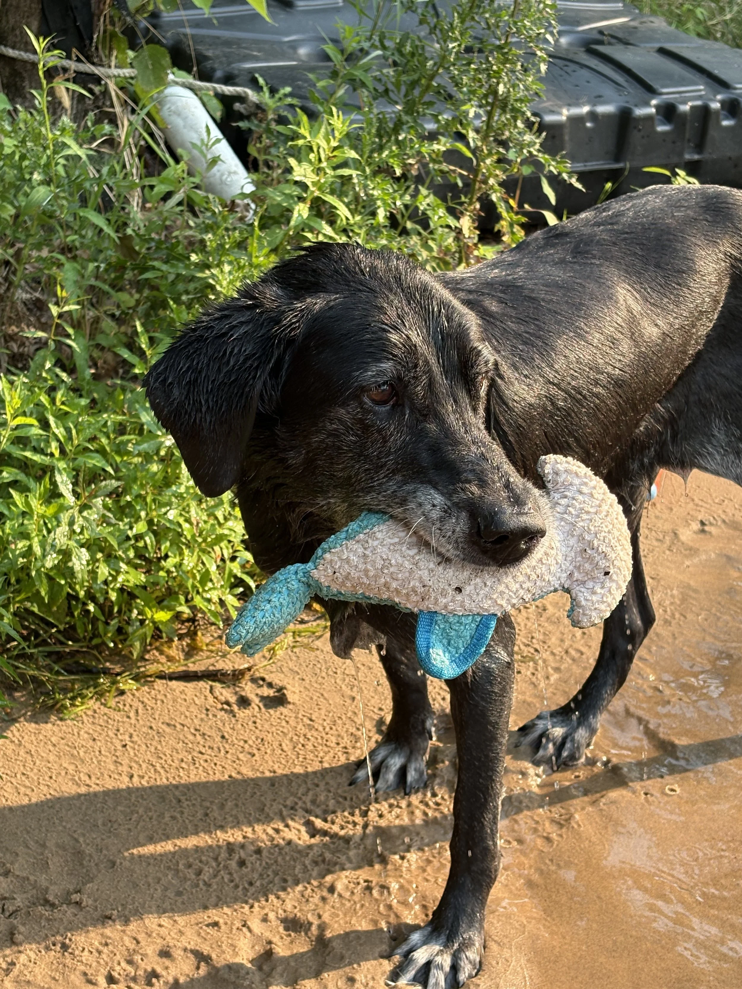 Dog playing in Wisconsin lake