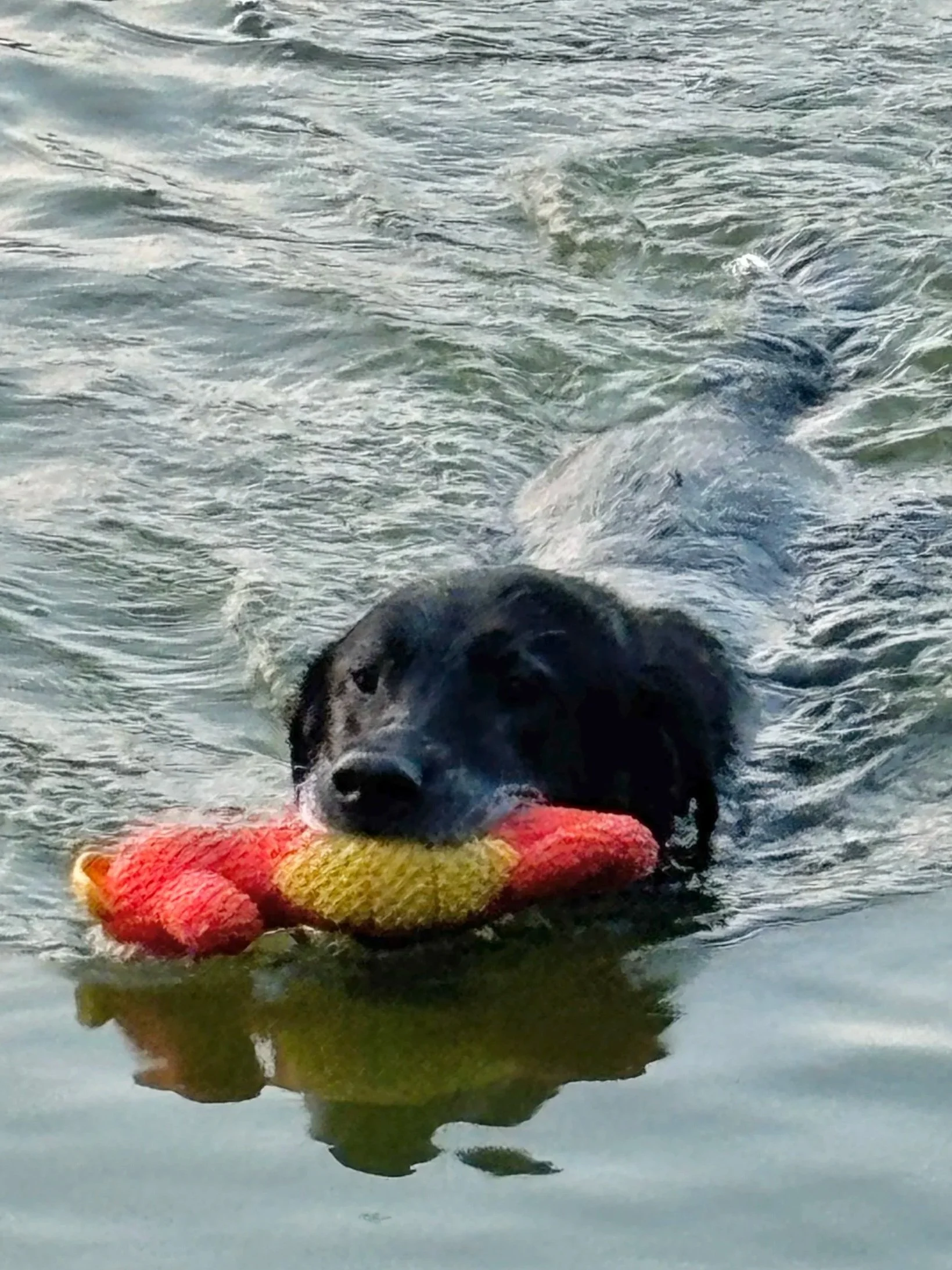 Dog swimming in Wisconsin lake