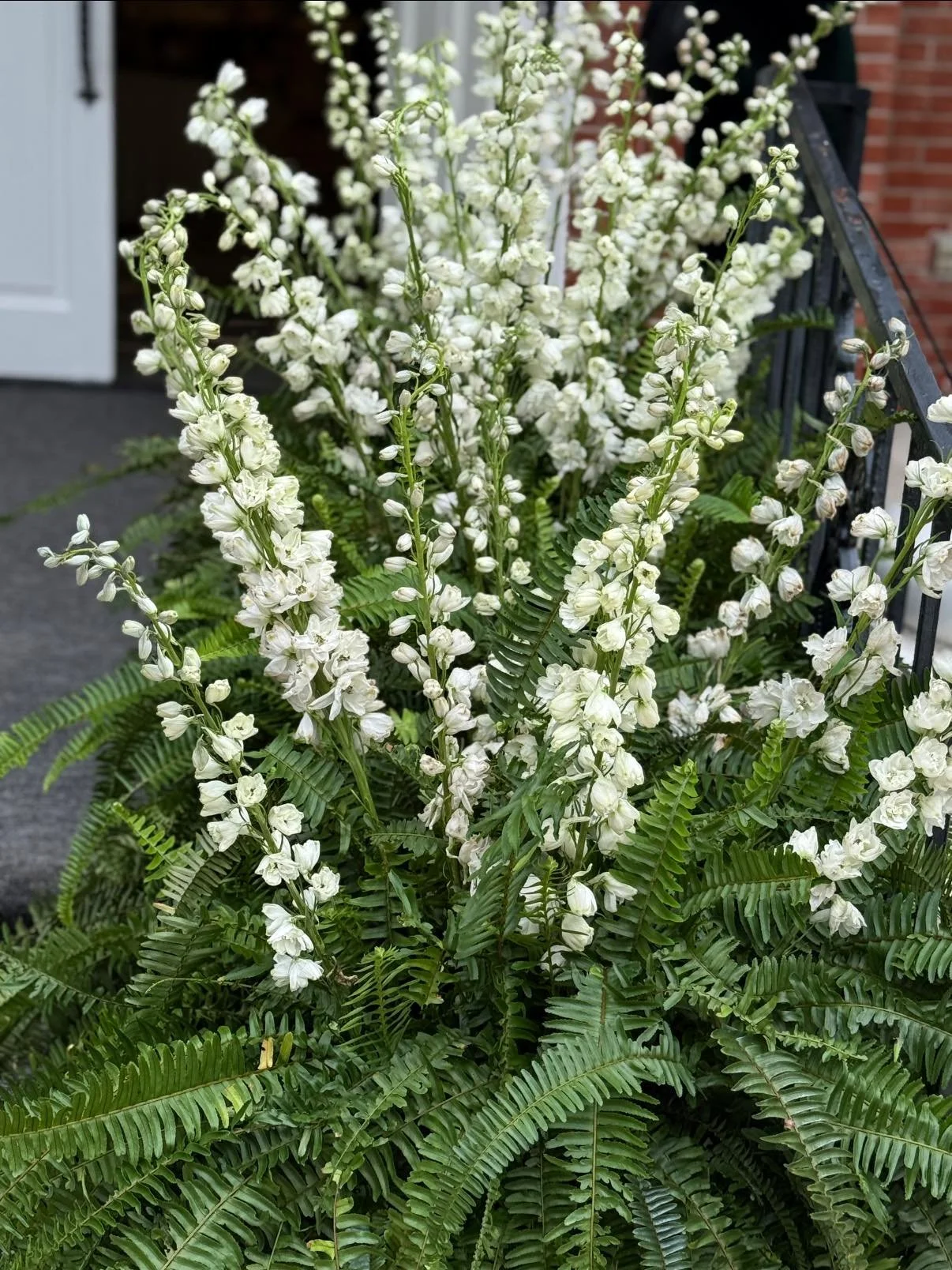 White flowering plant with fern-like green leaves