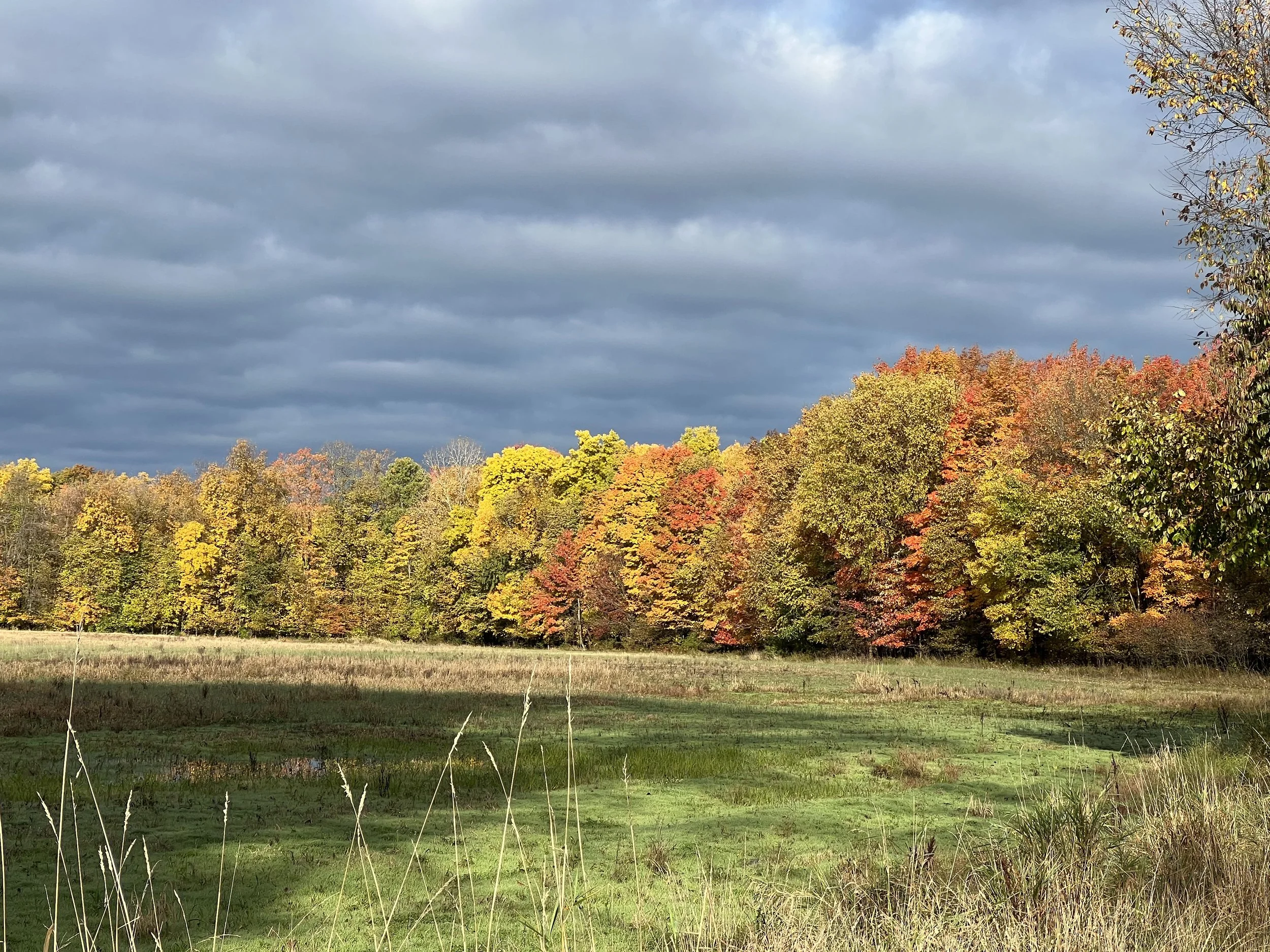 A landscape scene depicting a field with some grass and tall, dry plants in the foreground, a dense forest with trees showing fall colors such as yellow, orange, and red, and a sky filled with dark, cloudy clouds in the background.