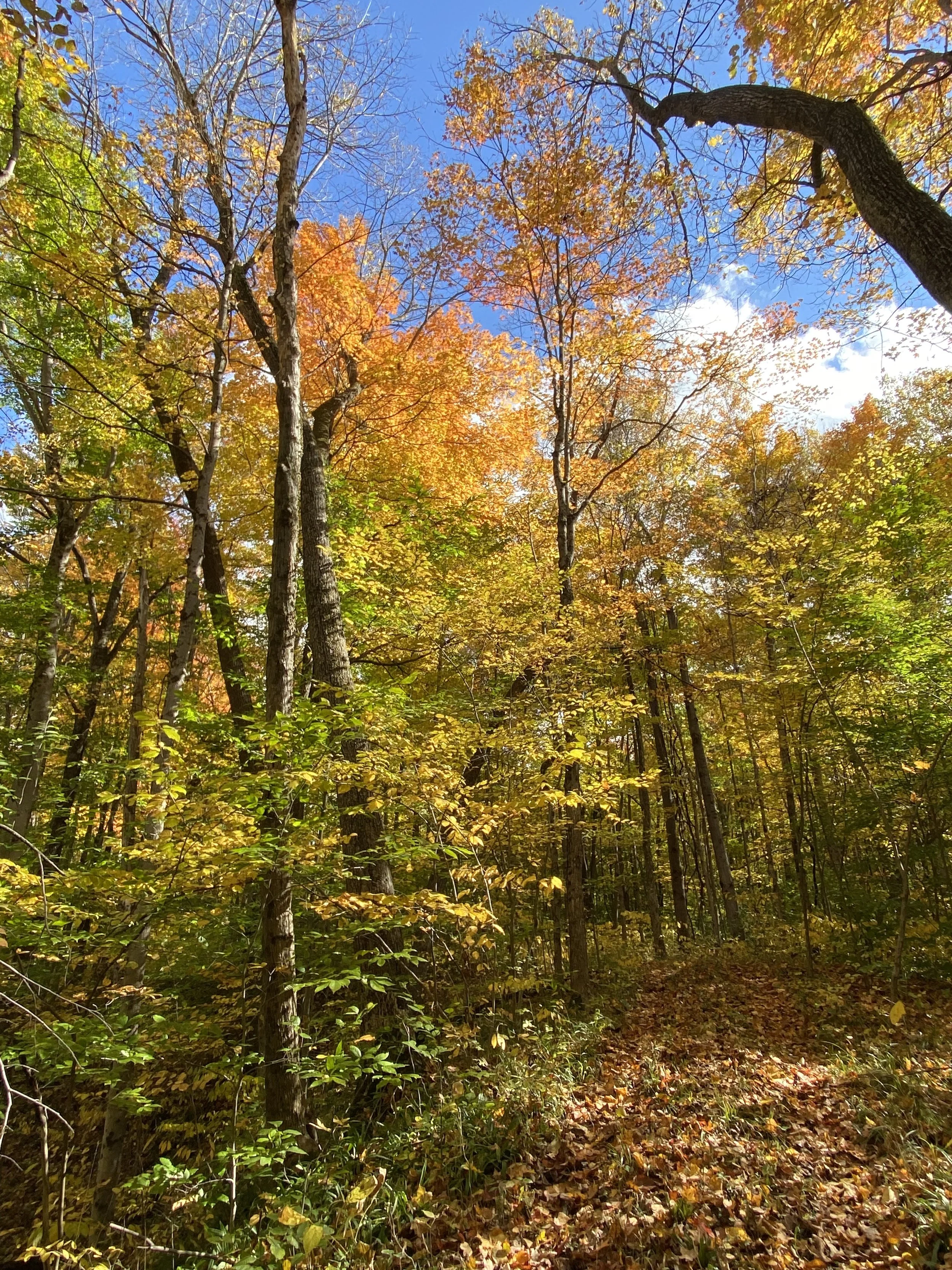 Autumn forest with tall trees displaying yellow, orange, and red leaves, and some trees with bare branches, under a bright blue sky with a few white clouds.
