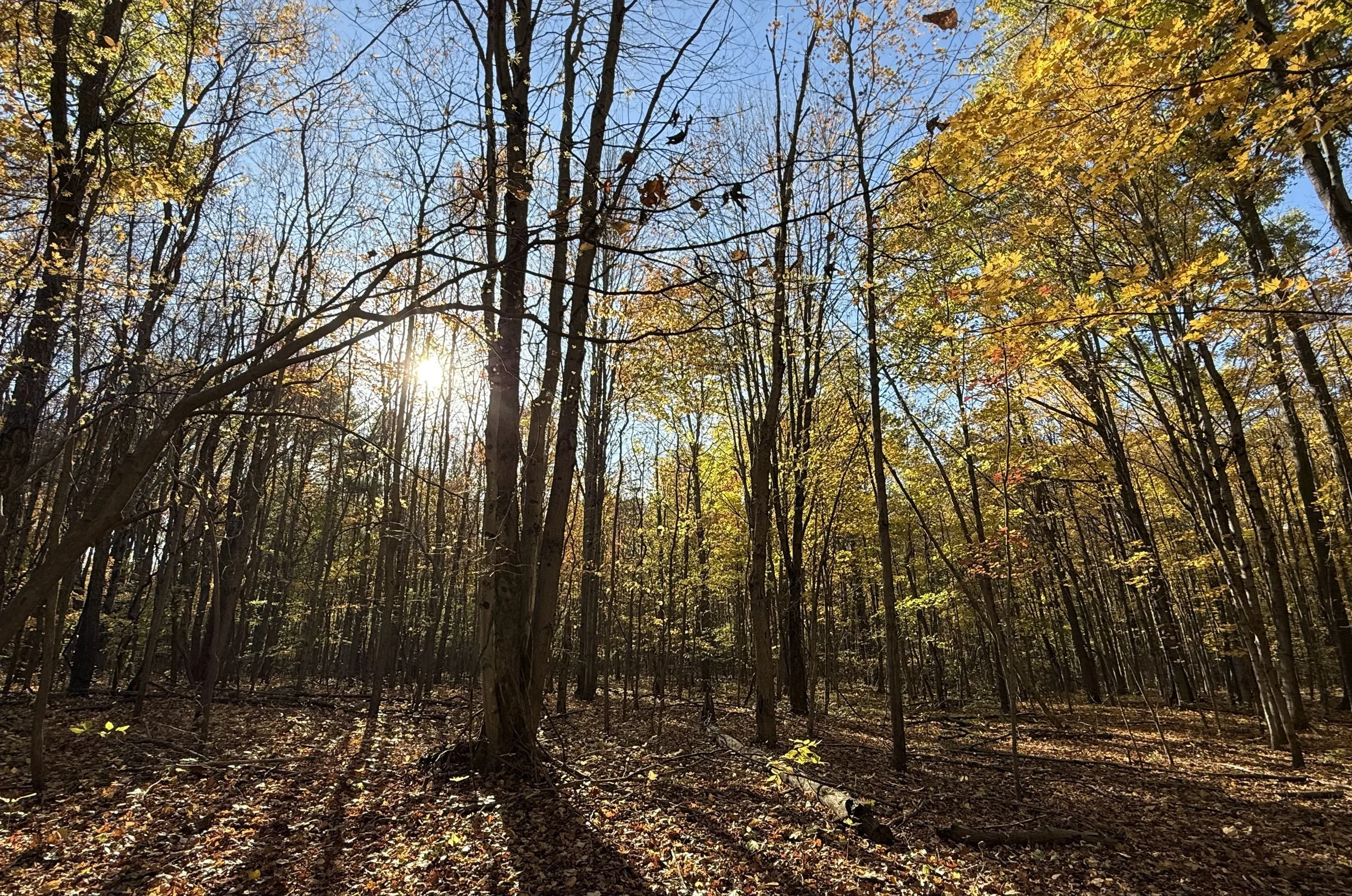 A forest scene during autumn with bare trees and some with yellow and orange leaves, sunlight shining through the trees, and a clear blue sky.