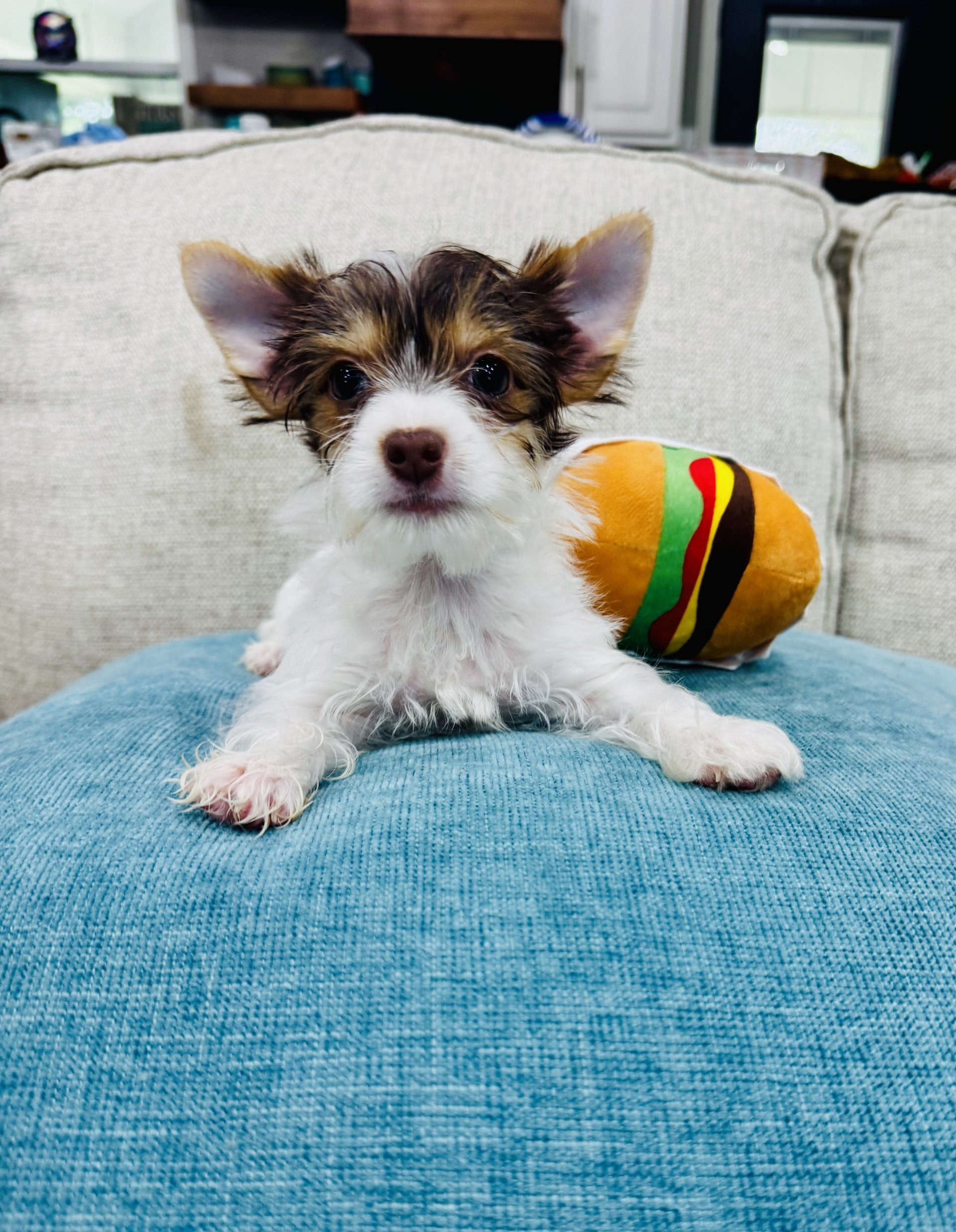 dunkin @3.jpg
