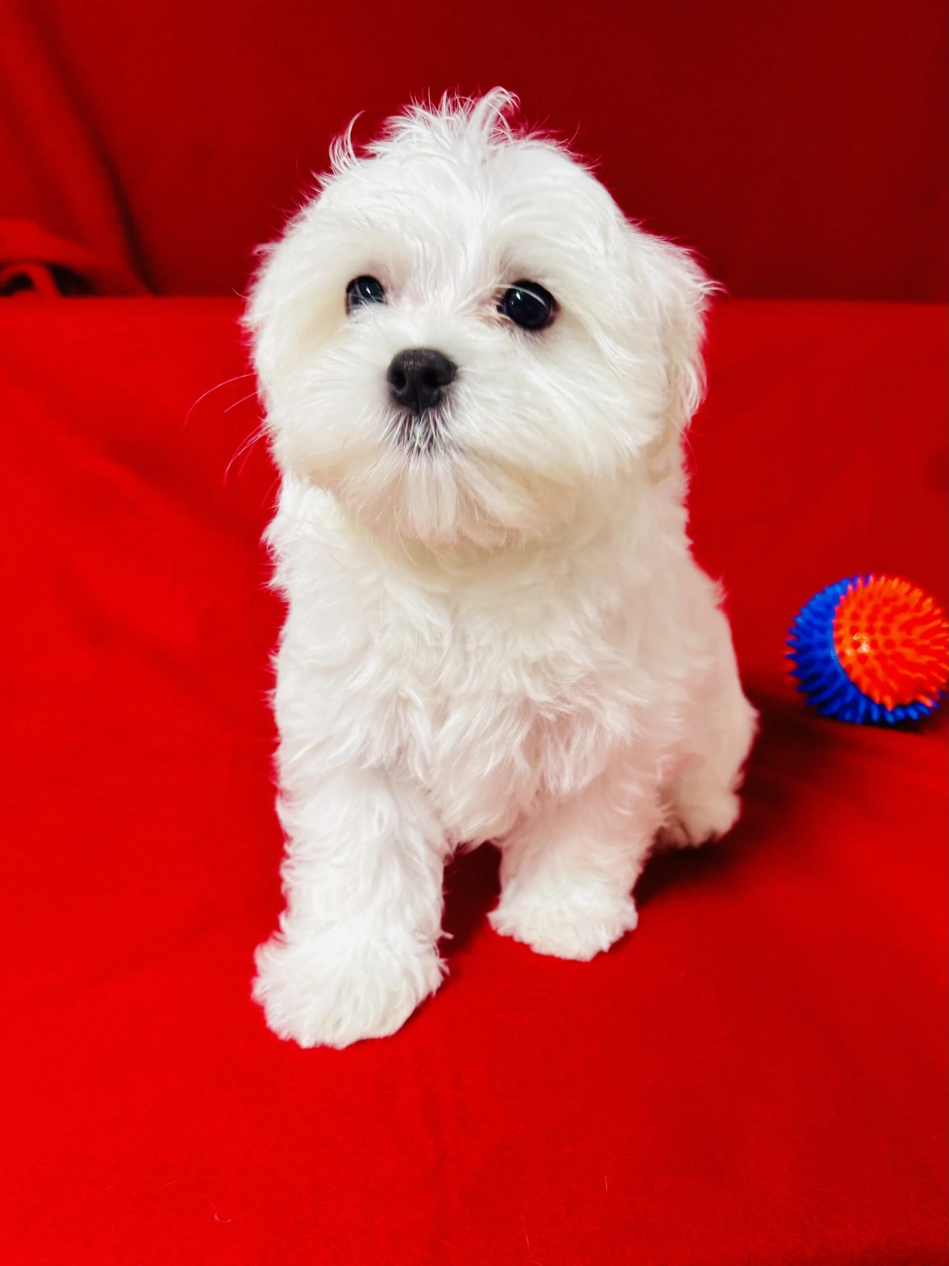 ACA Maltese Male D.O.B . 03/12/2026