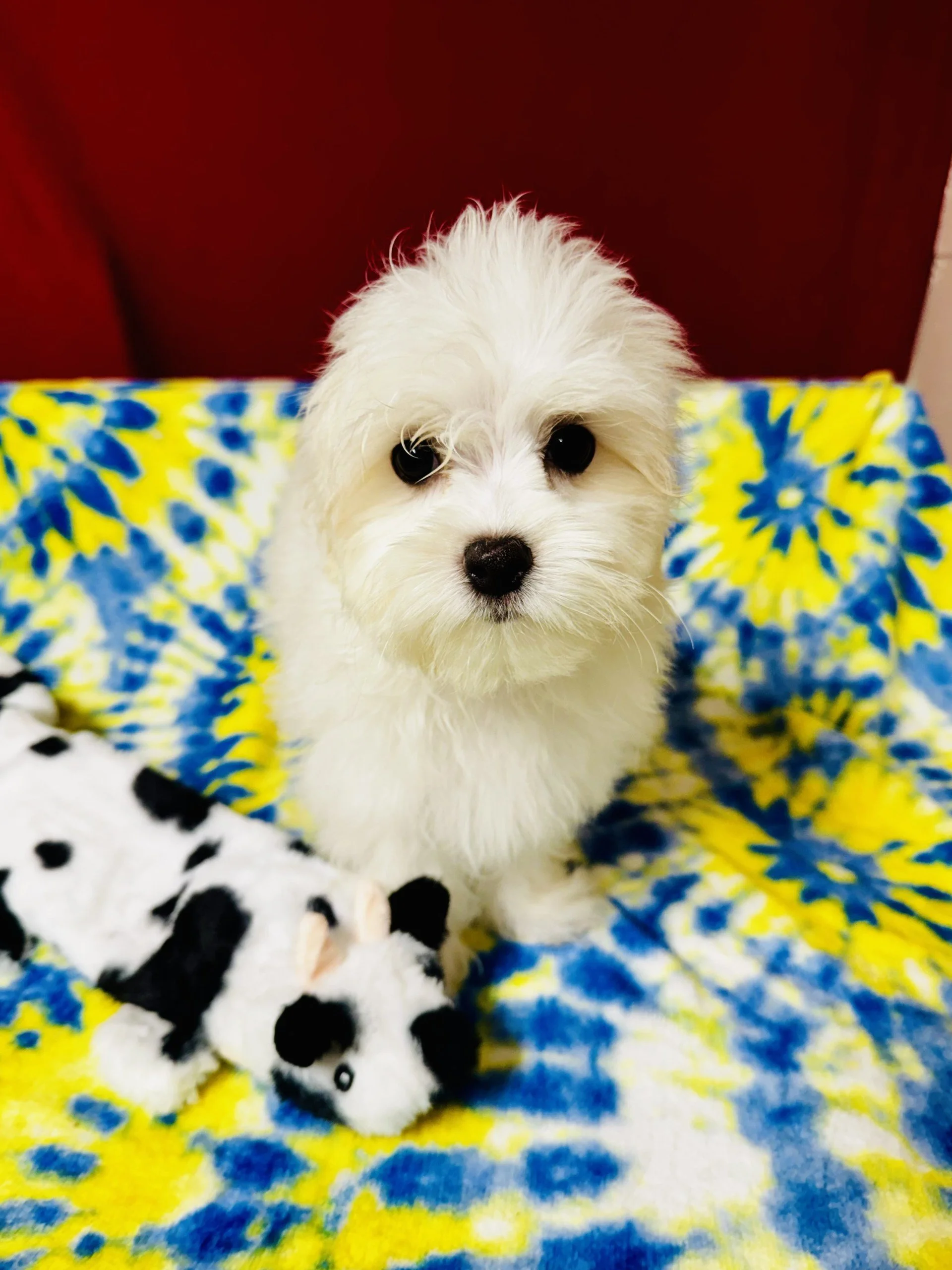 ACA Maltese Male- Logan   D.O.B . 03/12/2026