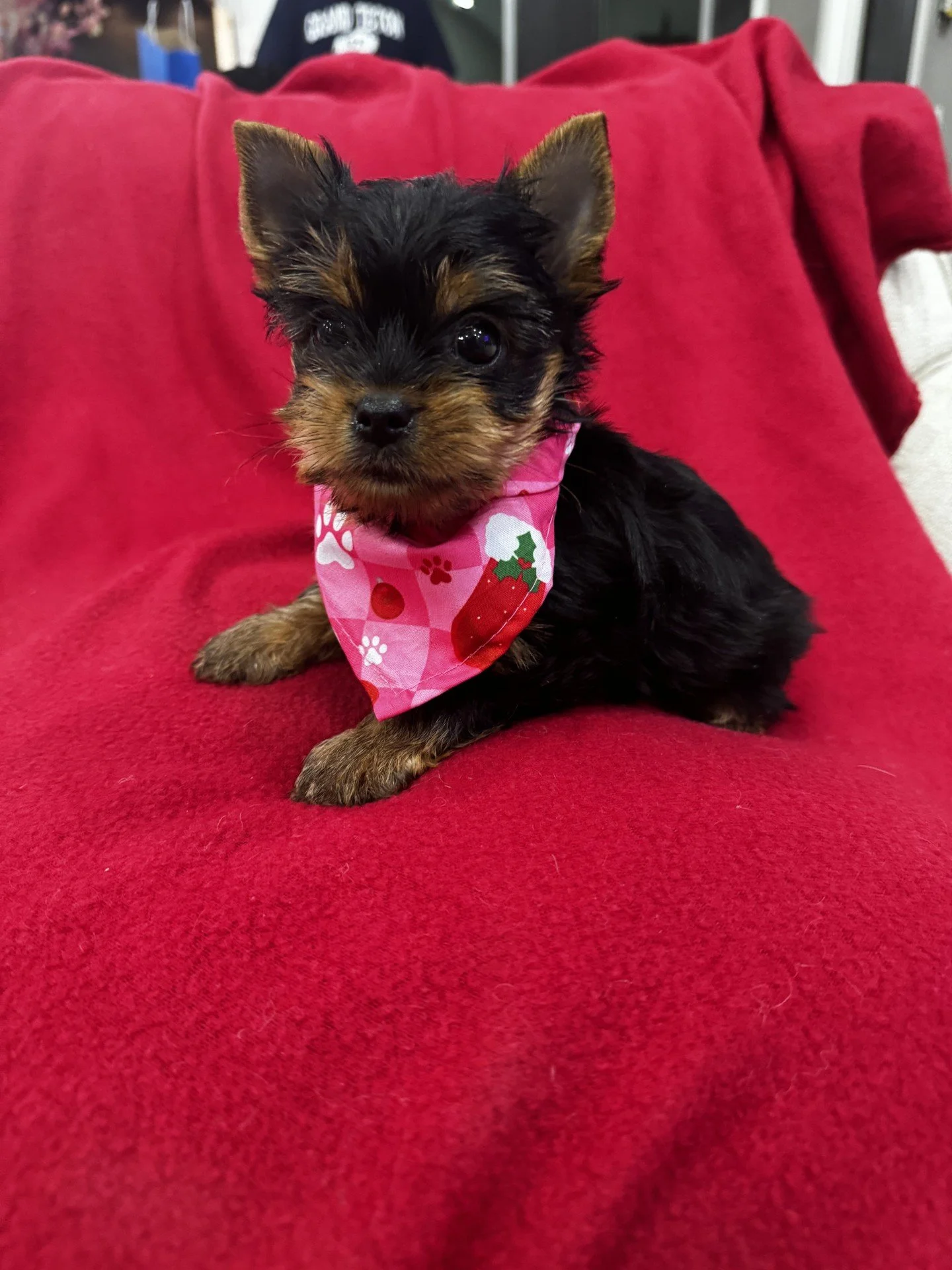 KEKE-FEMALE YORKIE