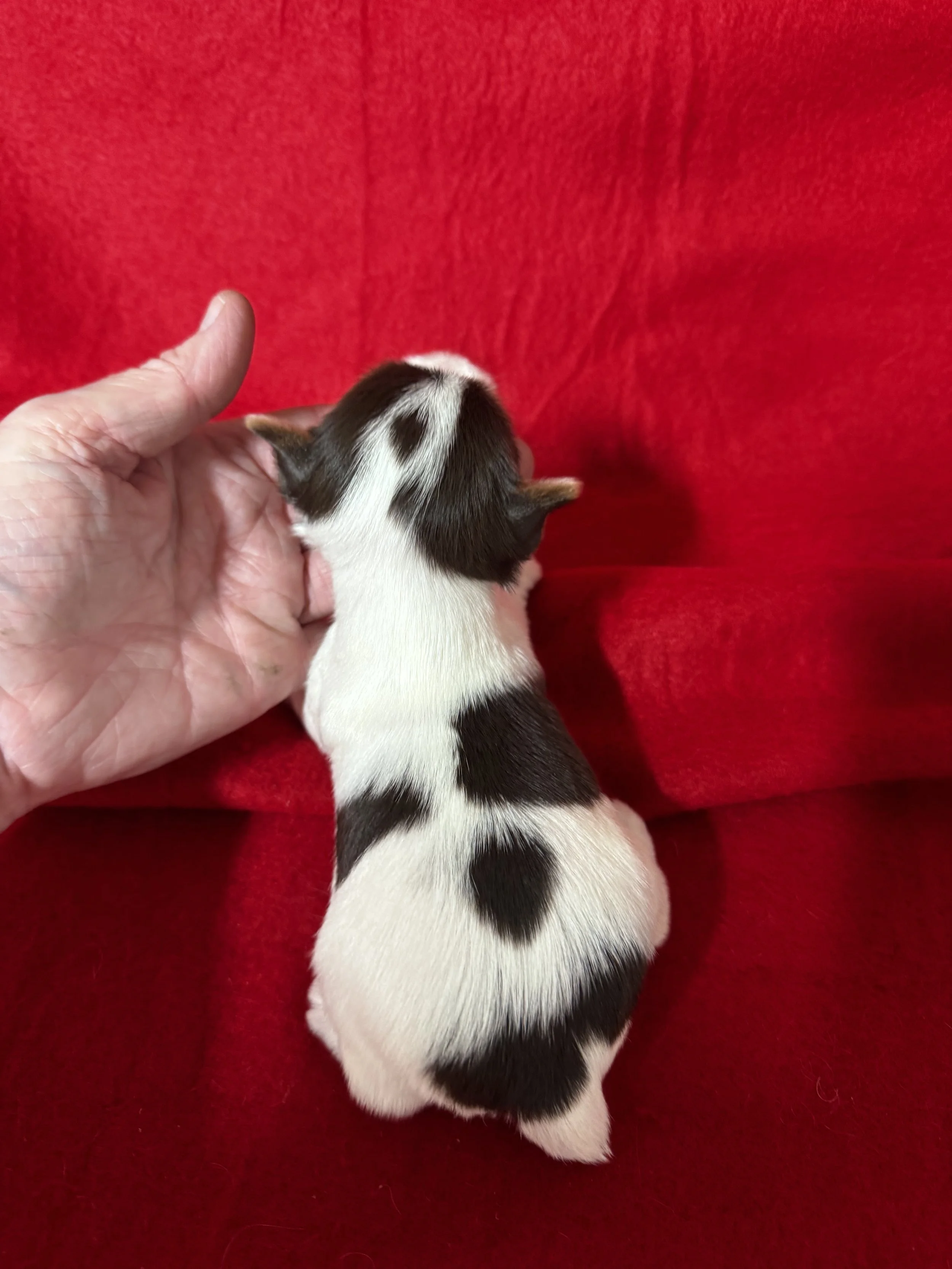 Parti Yorkie Male-Dunkin ACA Registered