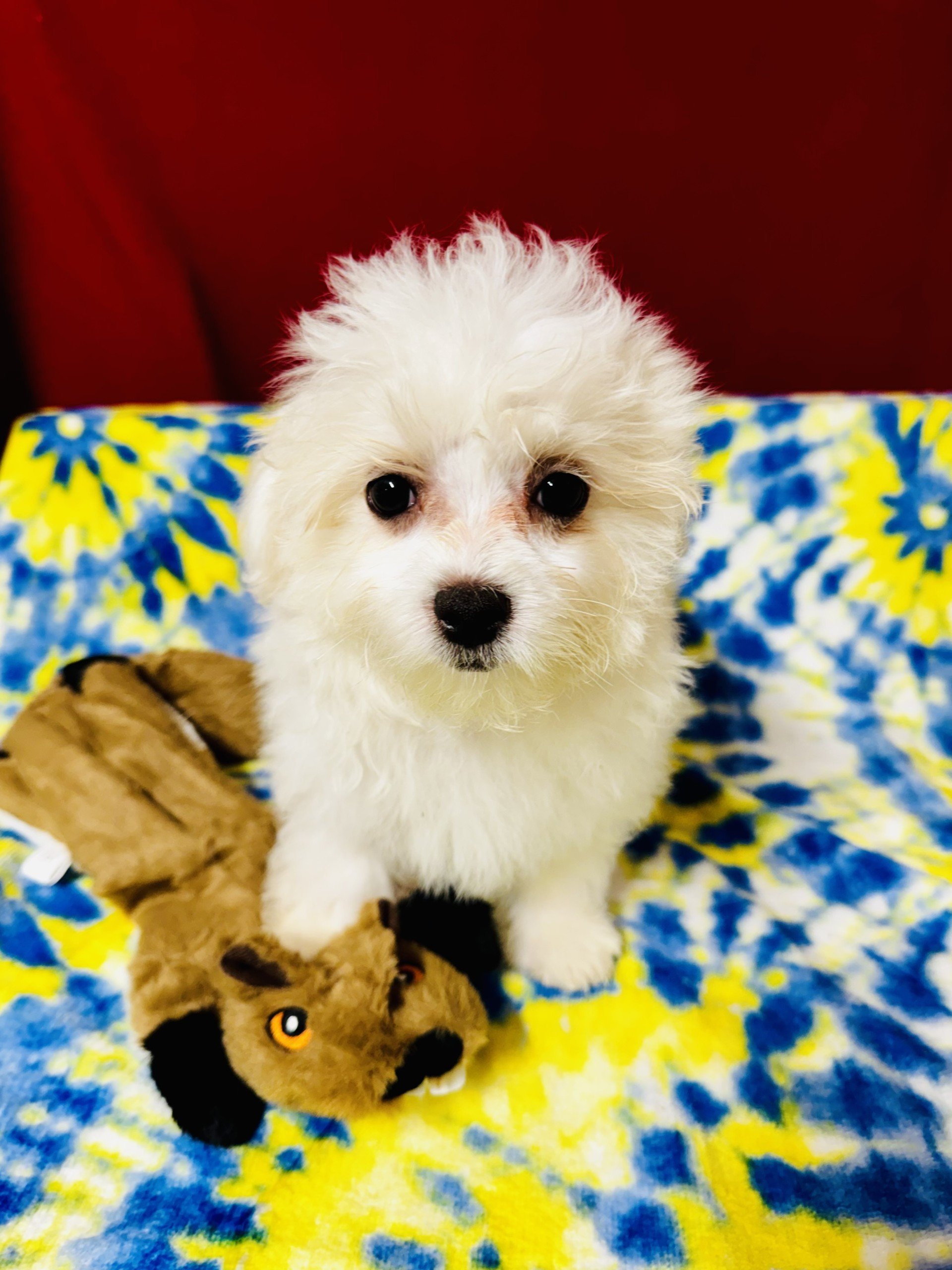 ACA Maltese Male- Gage D.O.B. 03/21/2026