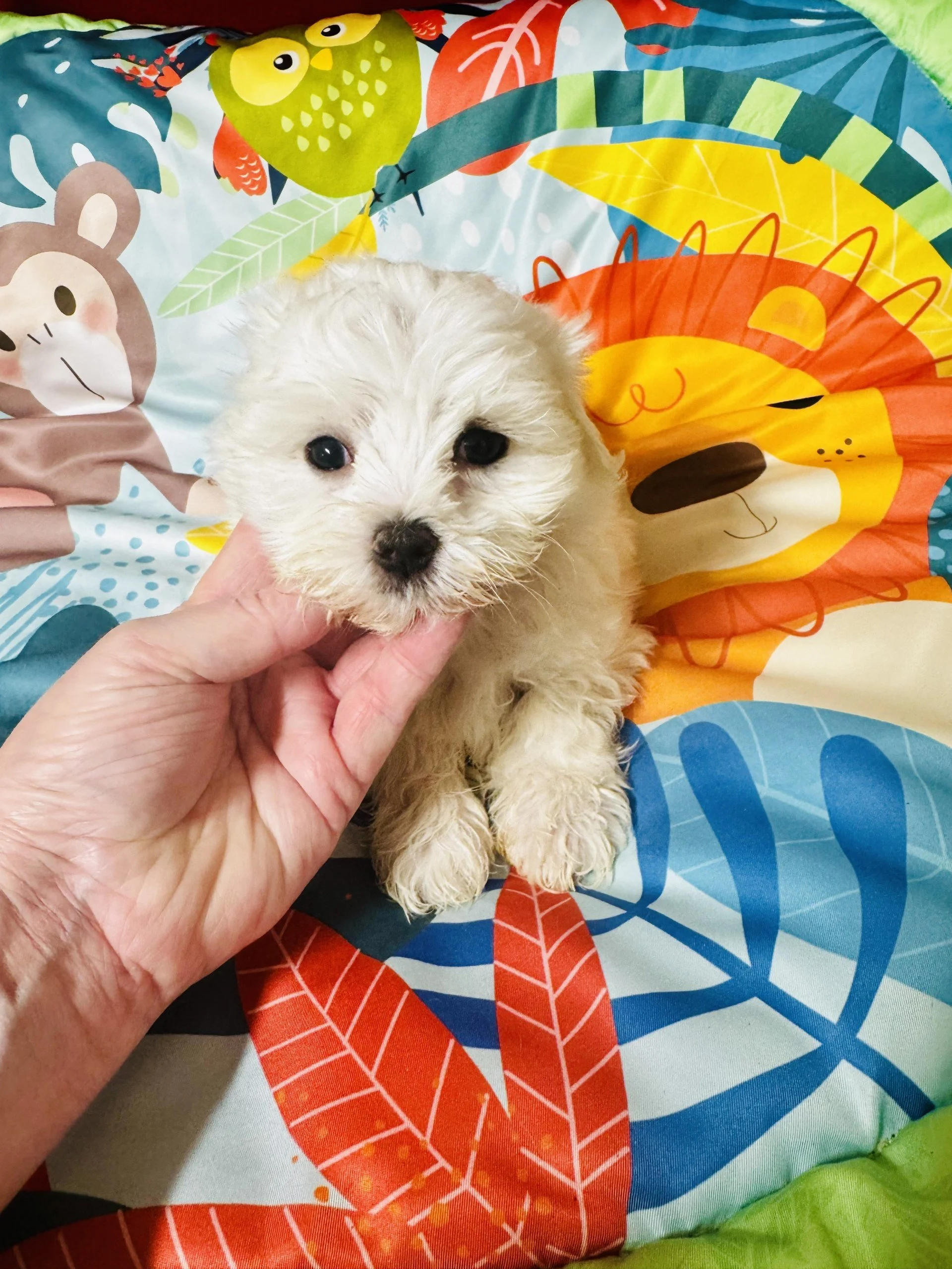 coco.jpg