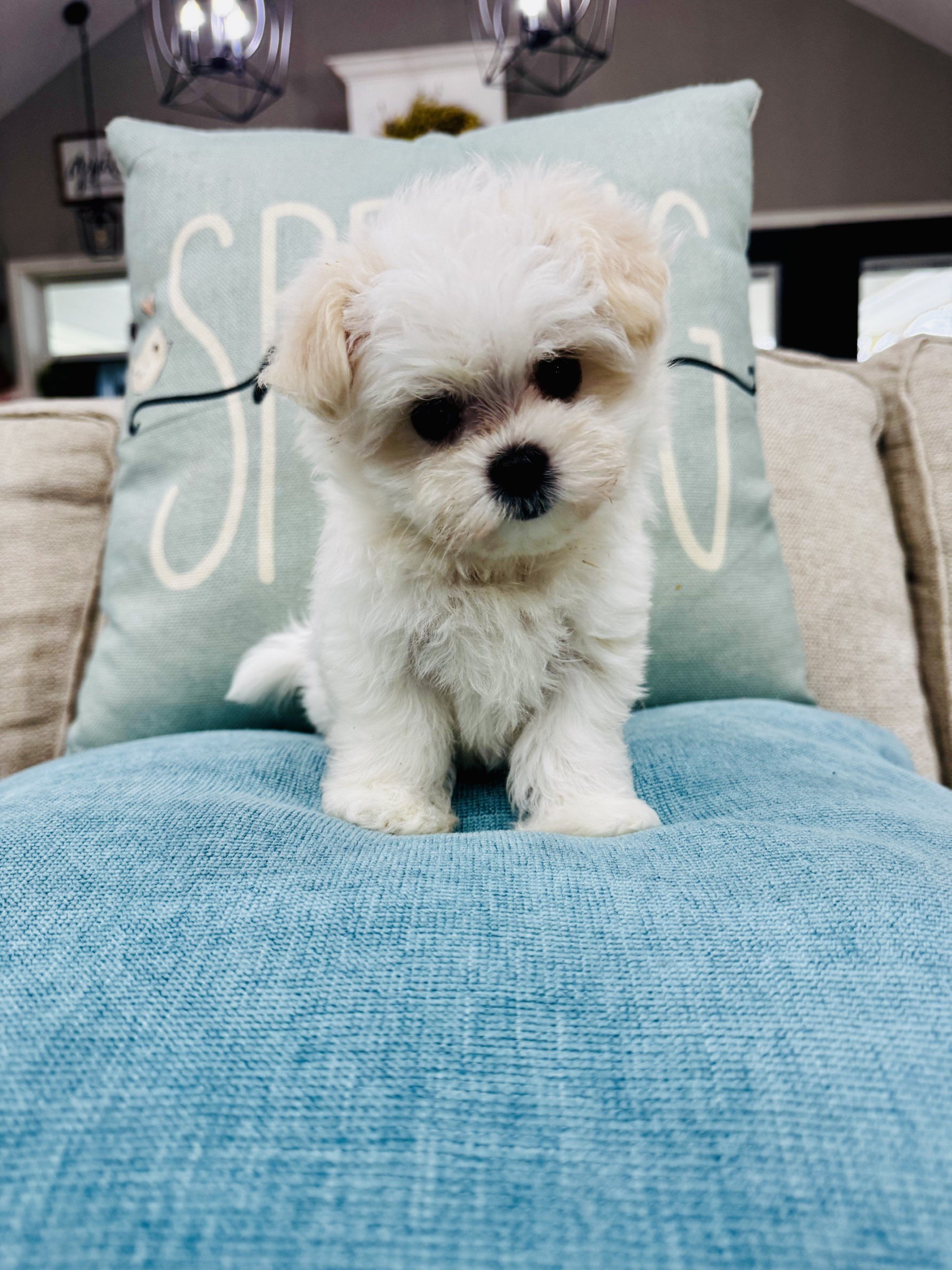 Nora-Playful Maltese Female   Pet Price $1600.00