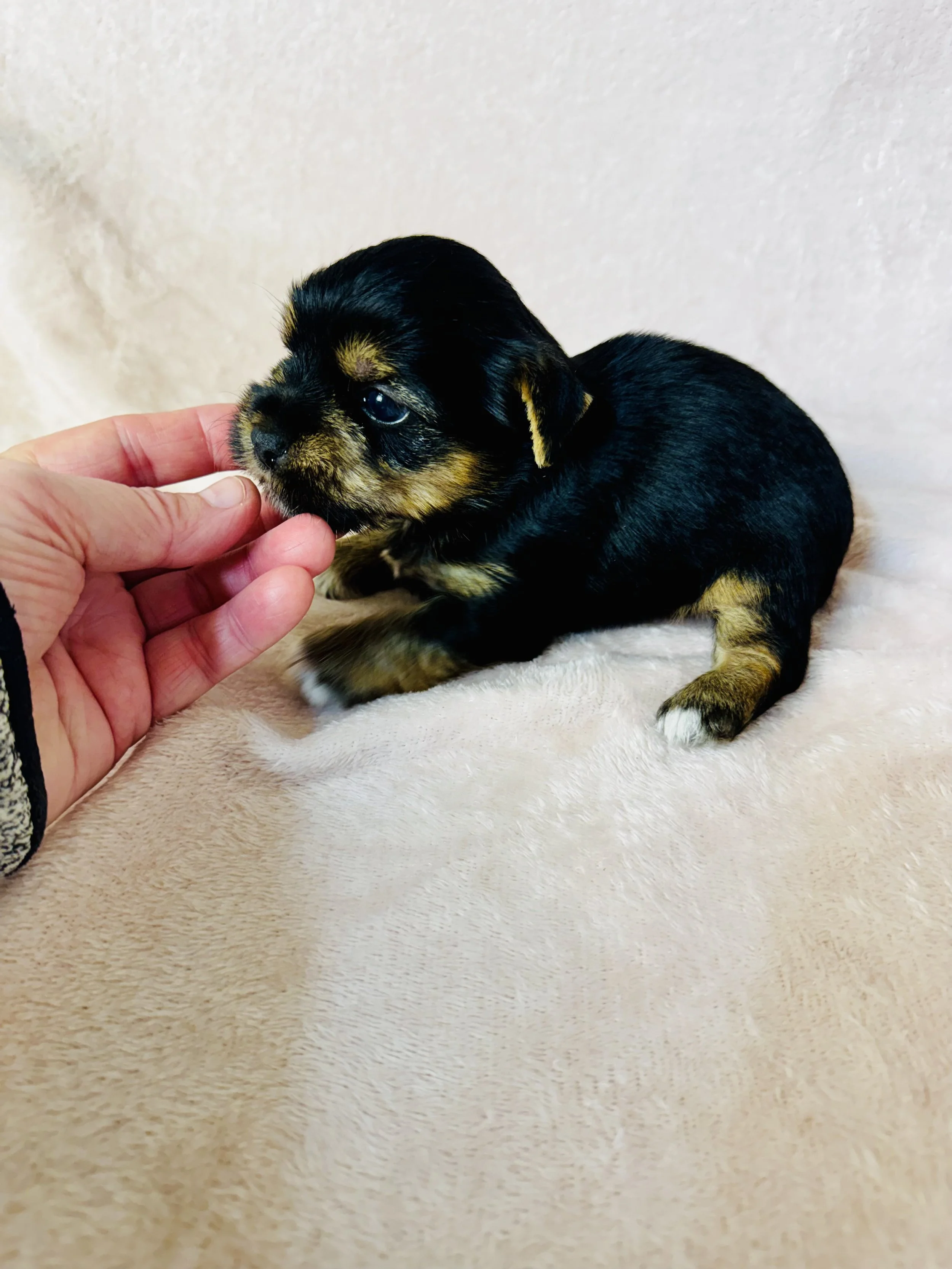 small female #2.jpeg