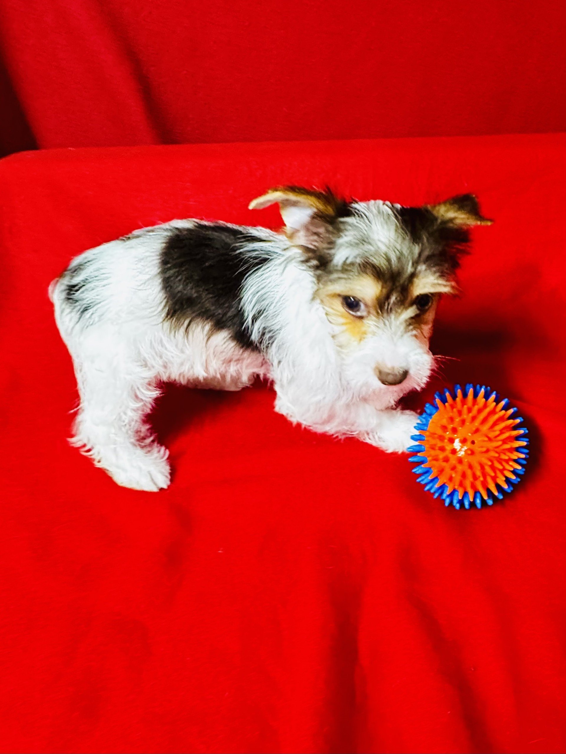 Parti Yorkie Male-Dunkin ACA Registered