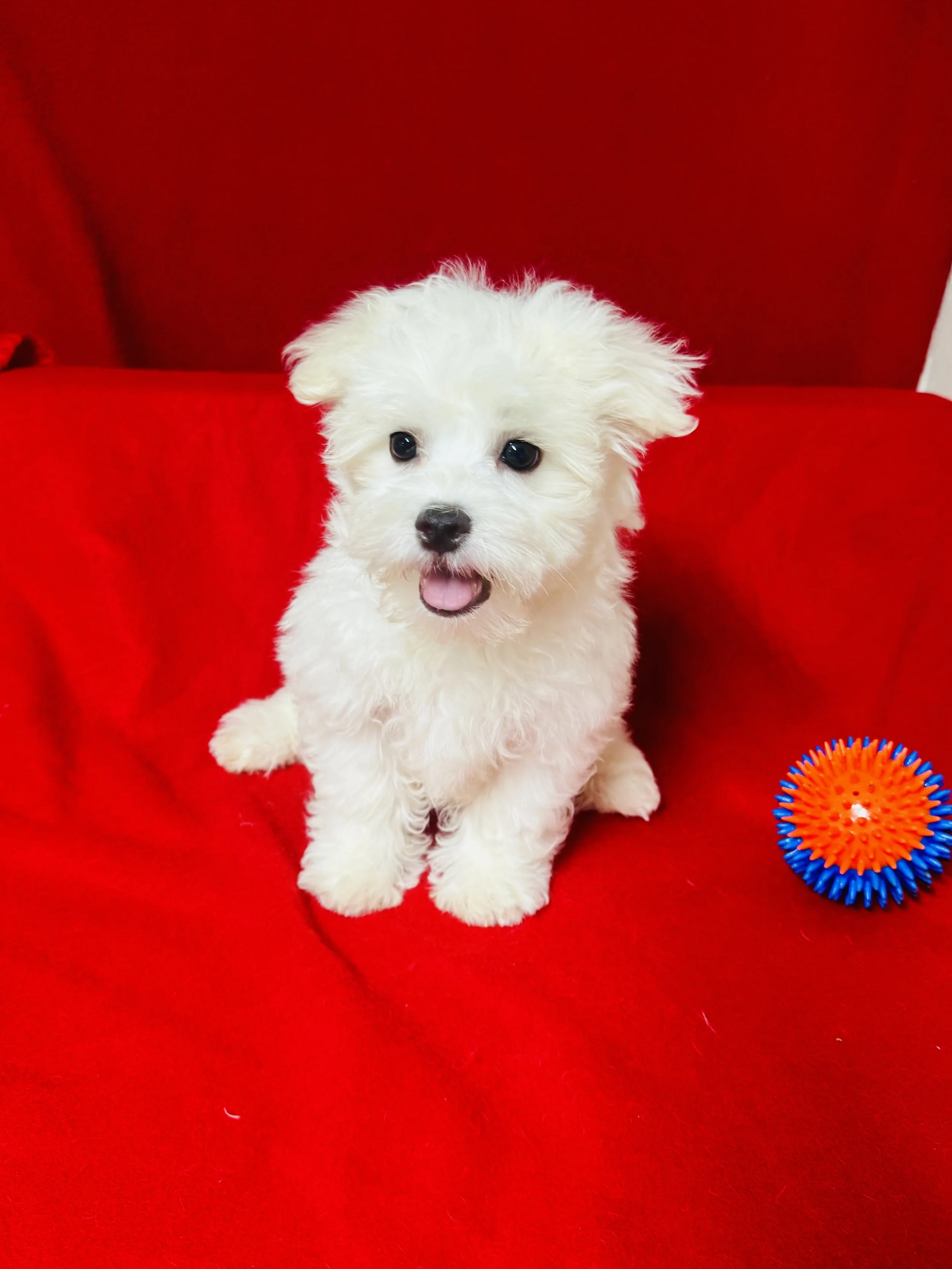 ACA Maltese Male D.O.B. 03/03/2026