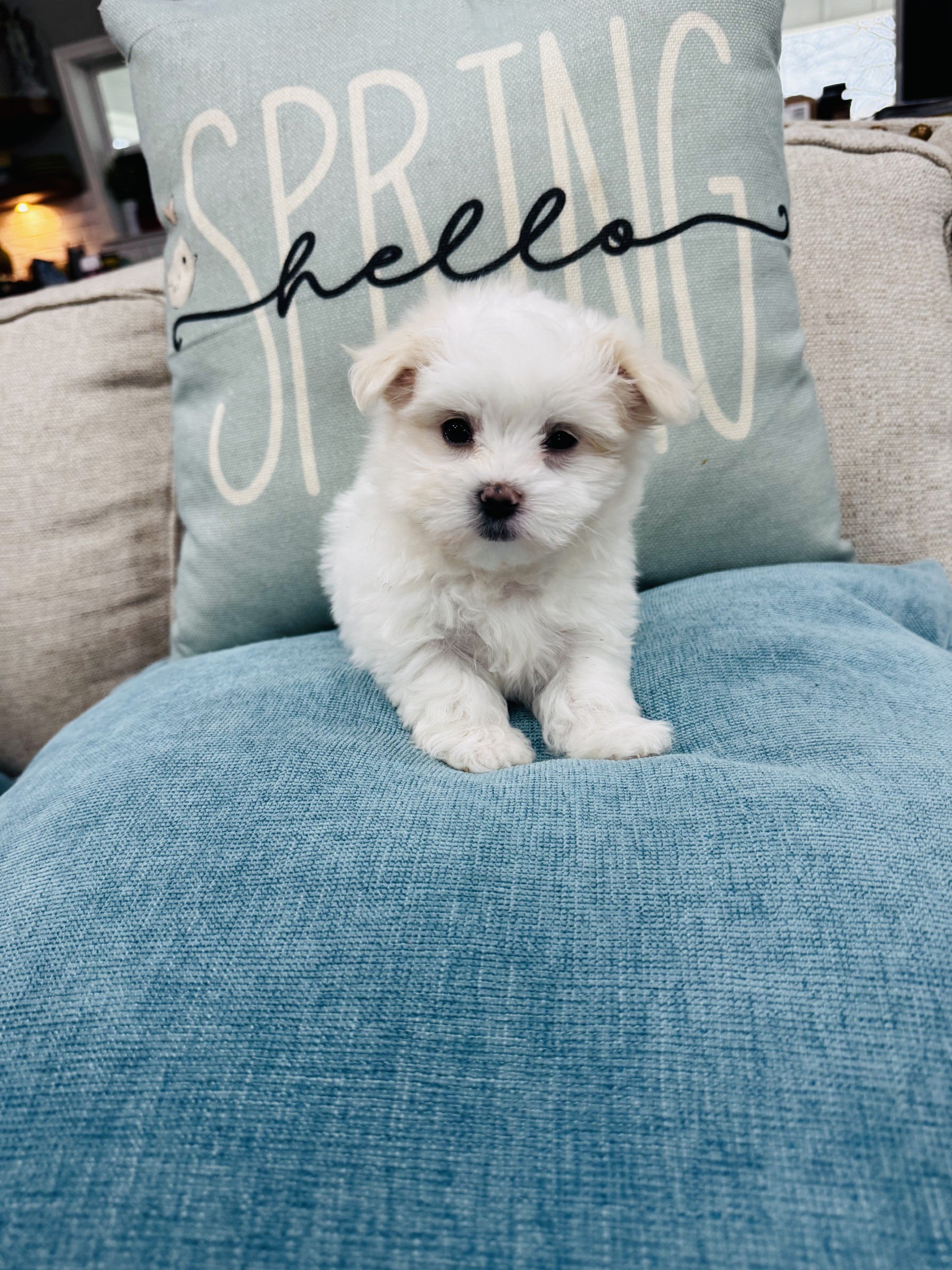 Lilly-Sweet Maltese Female   Pet Price $1600.00