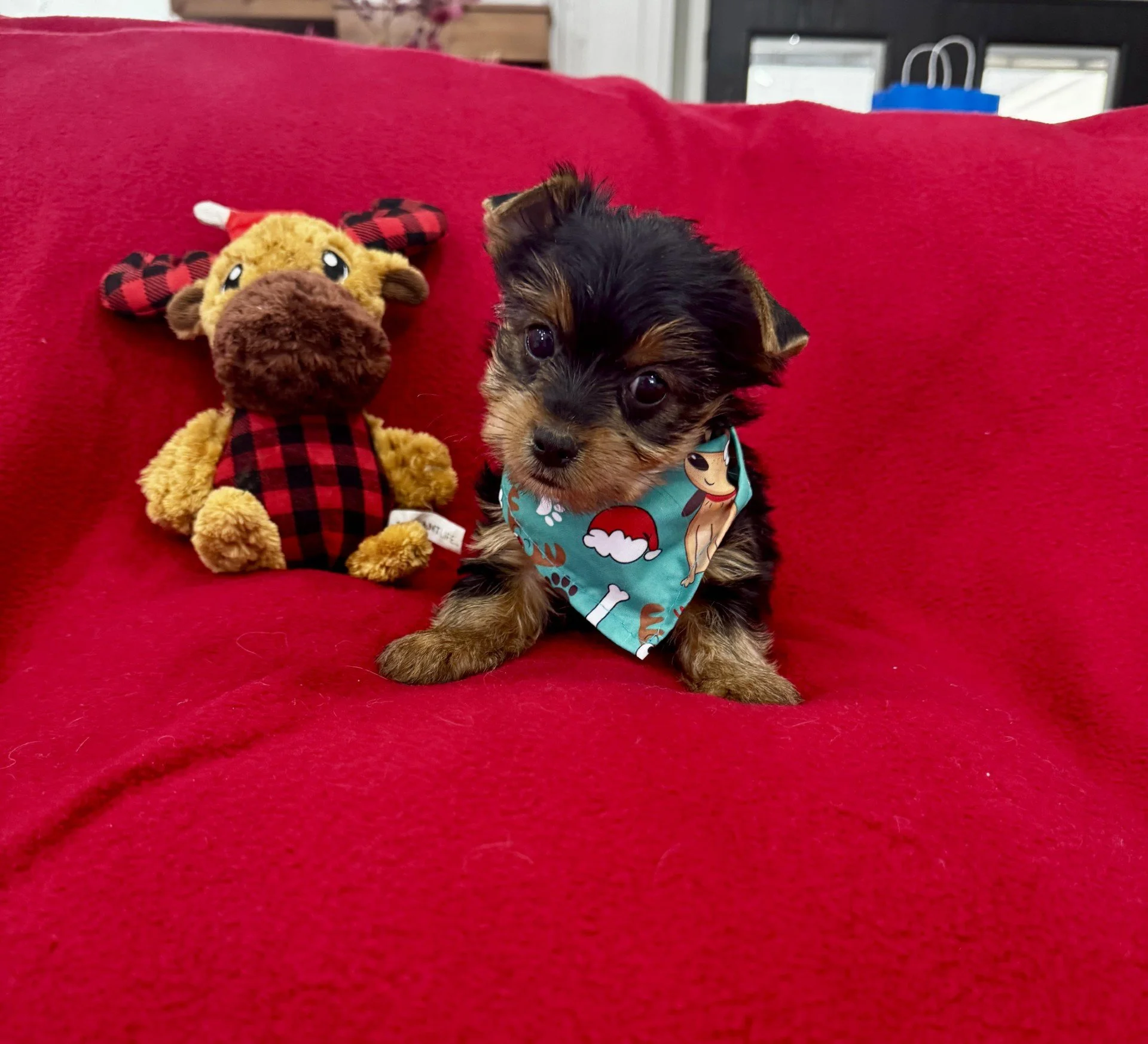 TROOPER. -MALE YORKIE